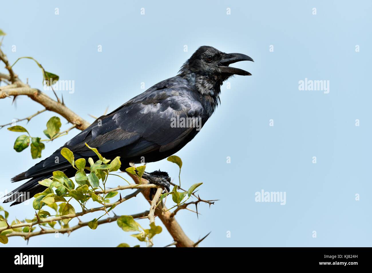 Cawing crow.The Indian jungle crow (Corvus culminatus) on the branch. Blue sky background Stock Photo