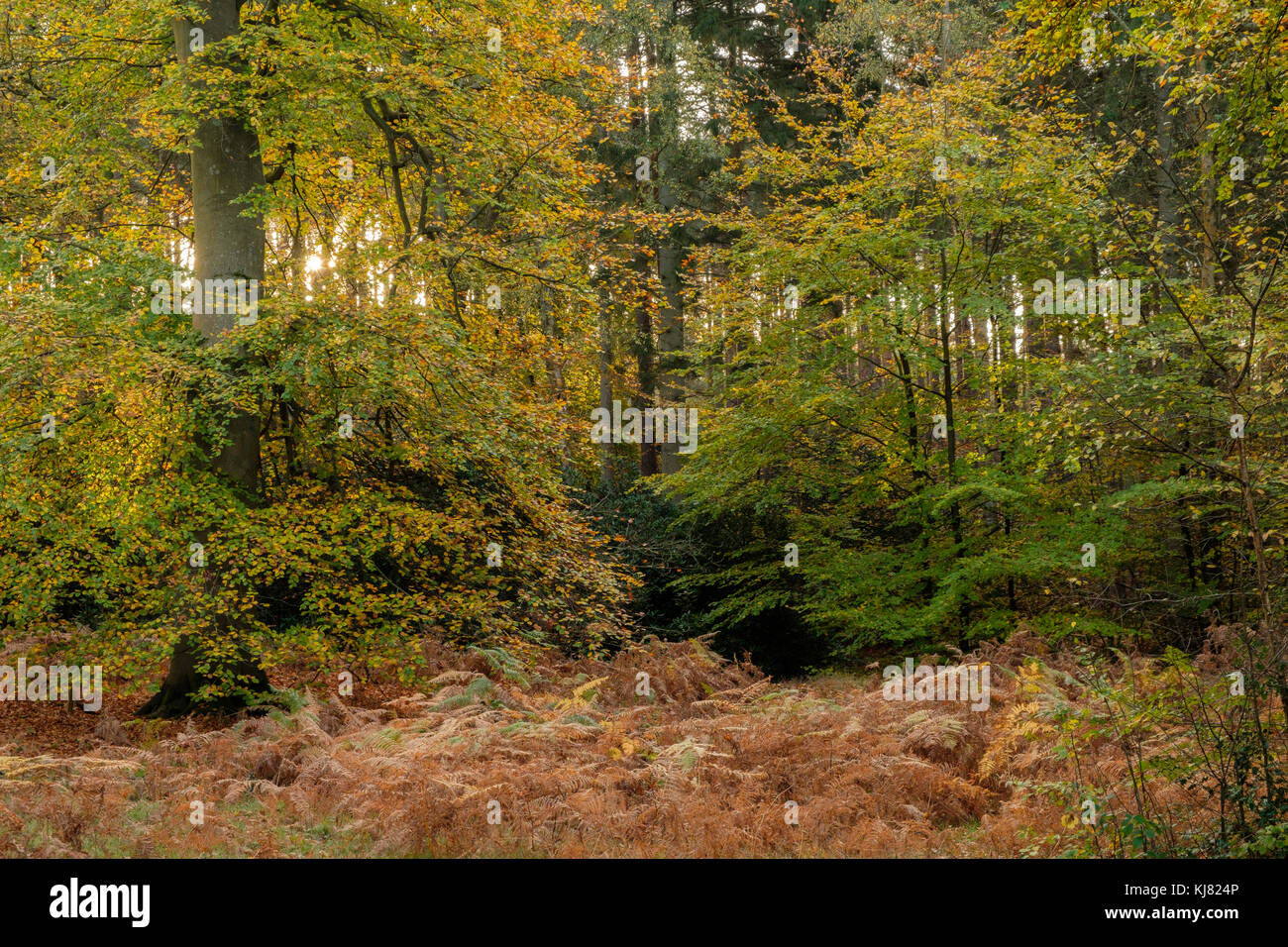 Beech Trees in Conifer Woodlands Stock Photo Alamy
