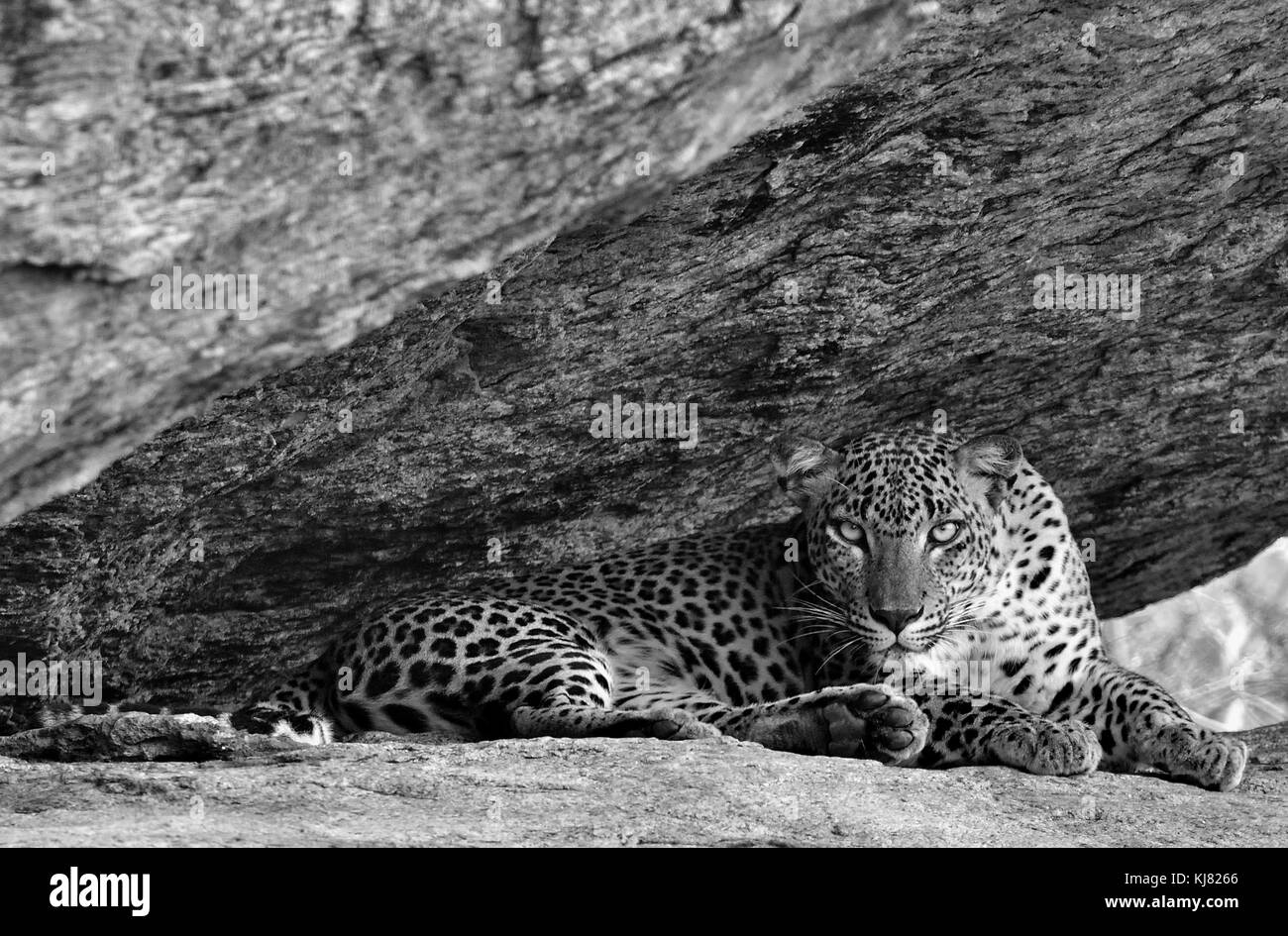 Leopard on a rock. The Female of Sri Lankan leopard (Panthera pardus kotiya). Sri Lanka. Yala National Park. Black and white photo Stock Photo