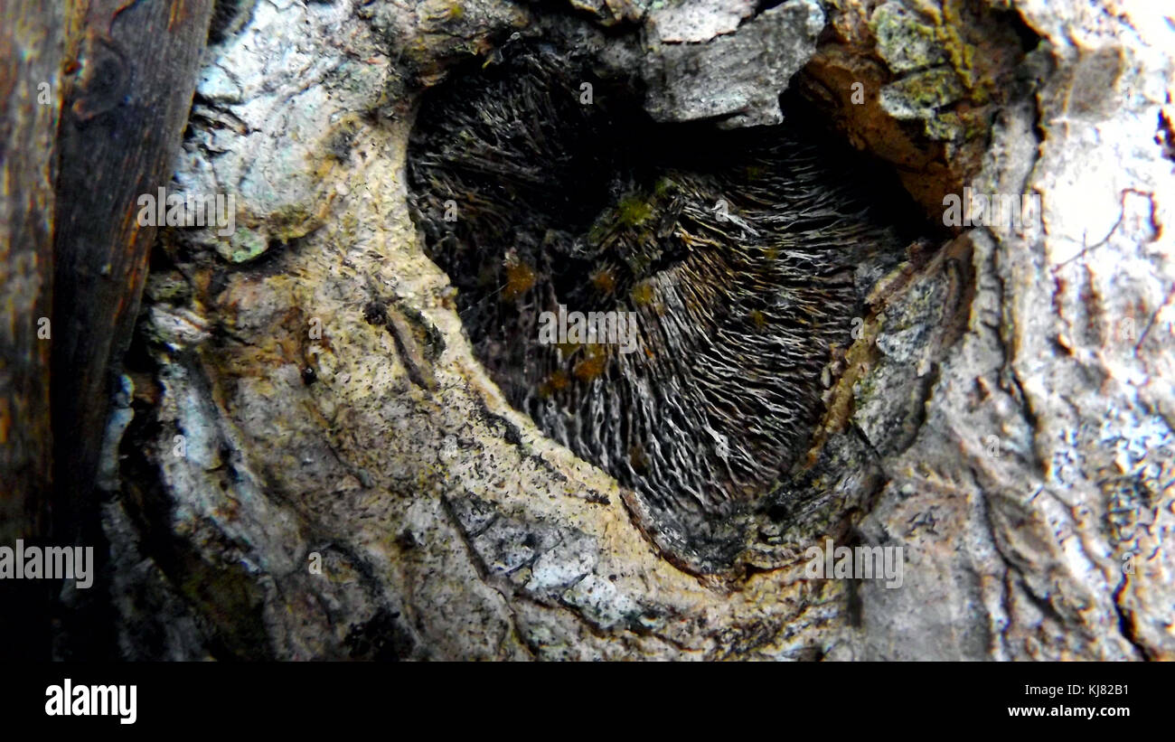 Close up of a hole in a old bark tree Stock Photo - Alamy
