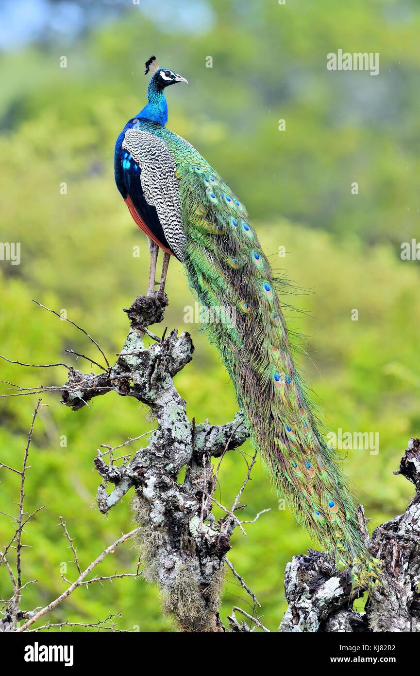 Peacock on the tree. Portrait of beautiful peacock . The Indian peafowl or blue peafowl (Pavo cristatus) . Yala national park. Sri Lanka Stock Photo