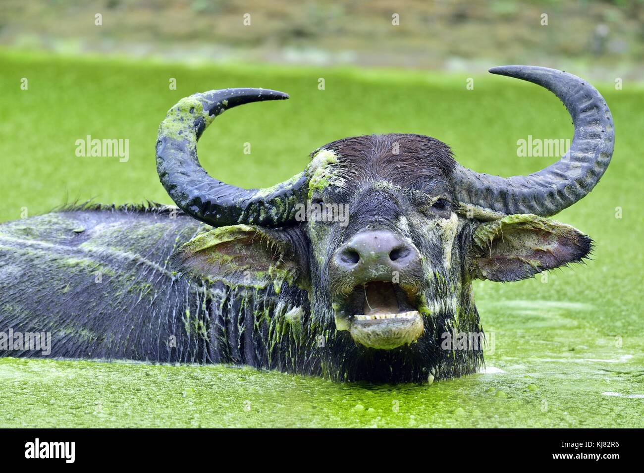Refreshment of Water buffalo.  Male water buffalo bathing in the pond in Sri Lanka. The Sri Lanka wild water buffalo (Bubalus arnee migona), Stock Photo