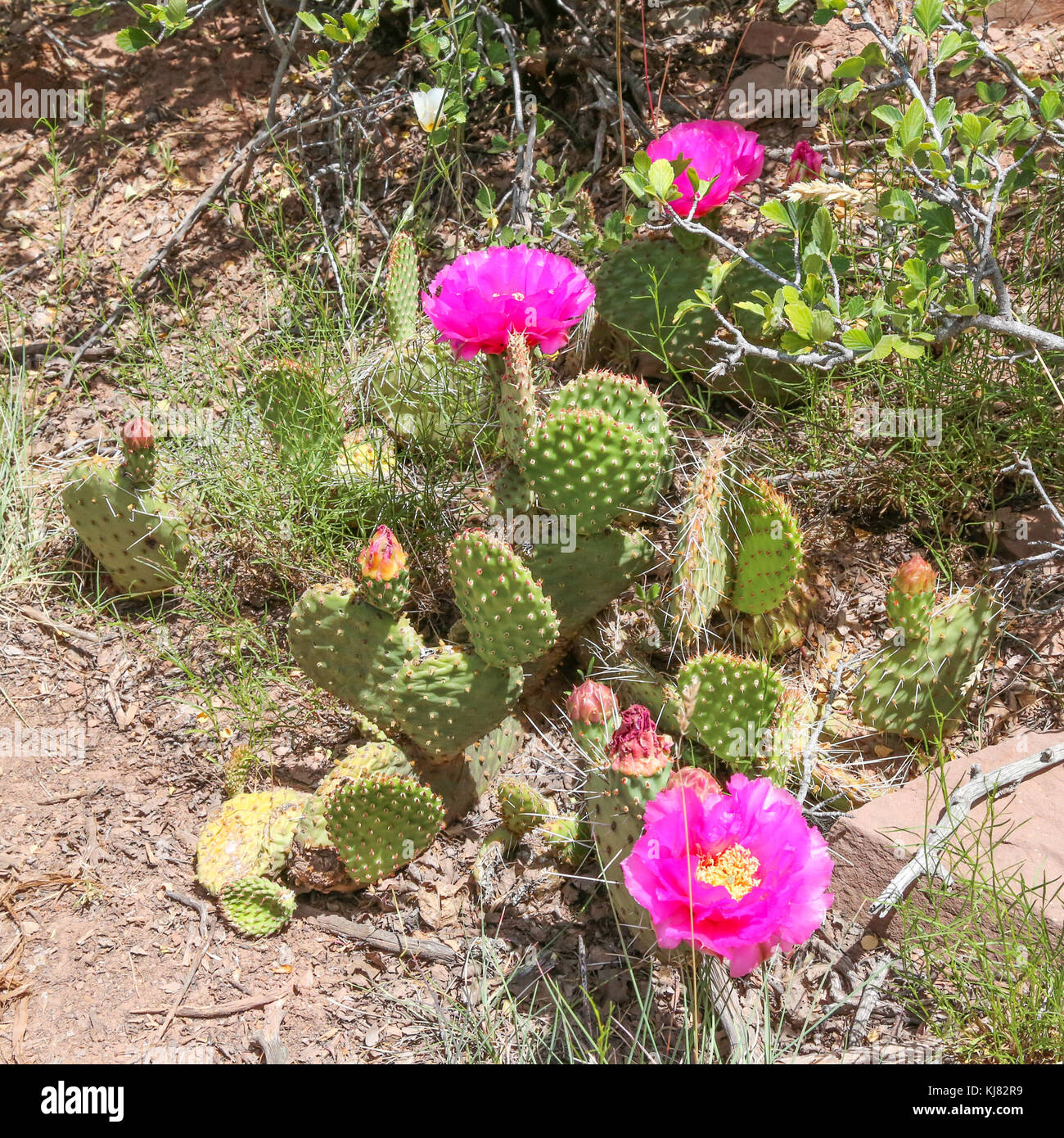 Flowering Beavertail Pricklypear on Timber Creek Overlook Trail, NW side of Zion National Park Stock Photo
