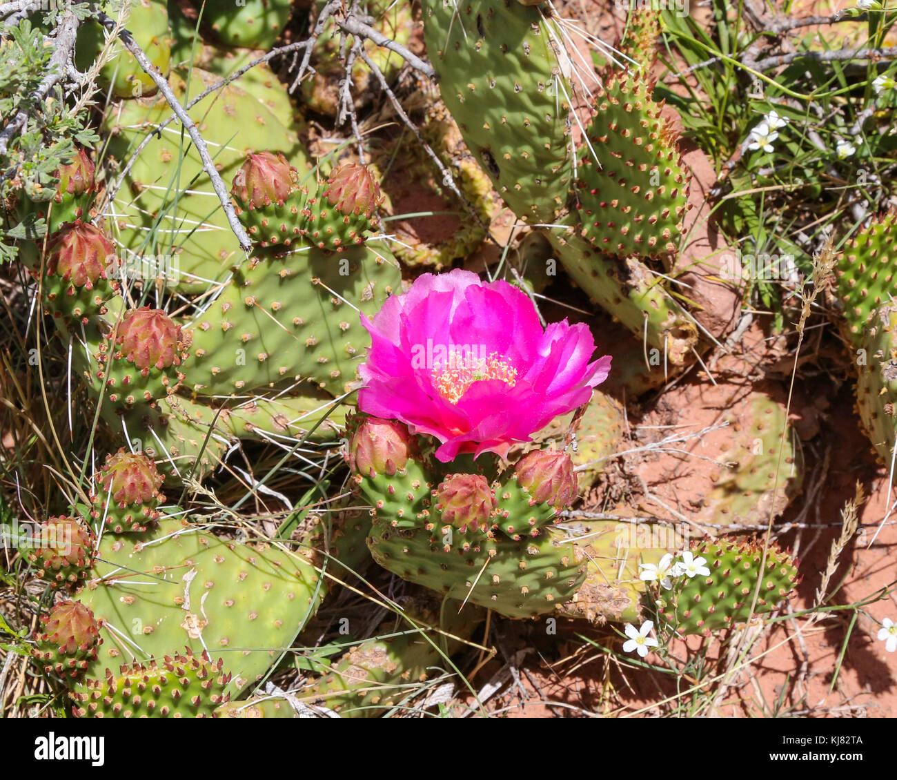 Flowering Beavertail Pricklypear on Timber Creek Overlook Trail, NW side of Zion National Park Stock Photo
