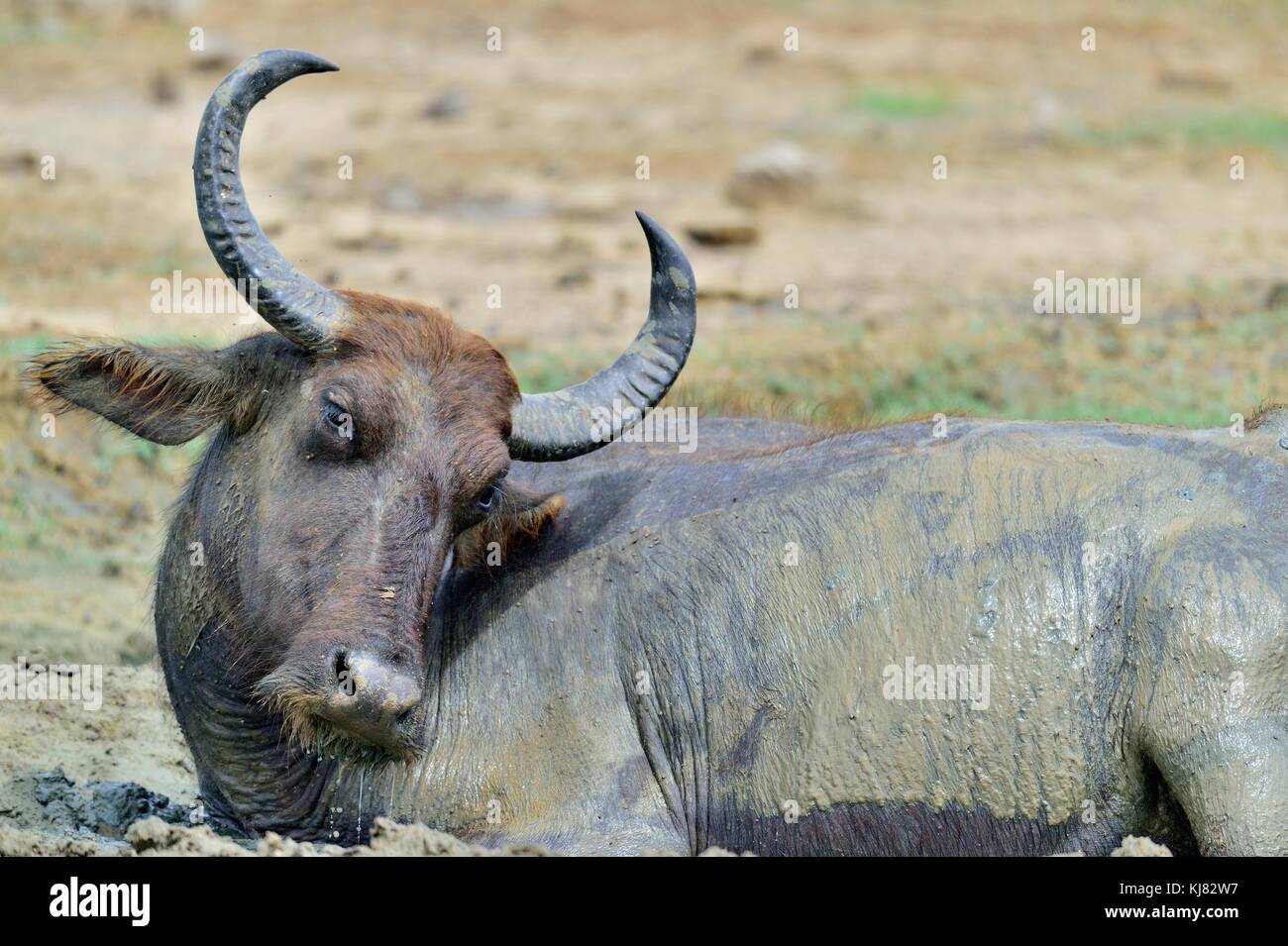 Close up portrait of Water buffalo.  The Sri Lanka wild water buffalo (Bubalus arnee migona) in the dirt. Yala National Park. Sri Lanka Stock Photo