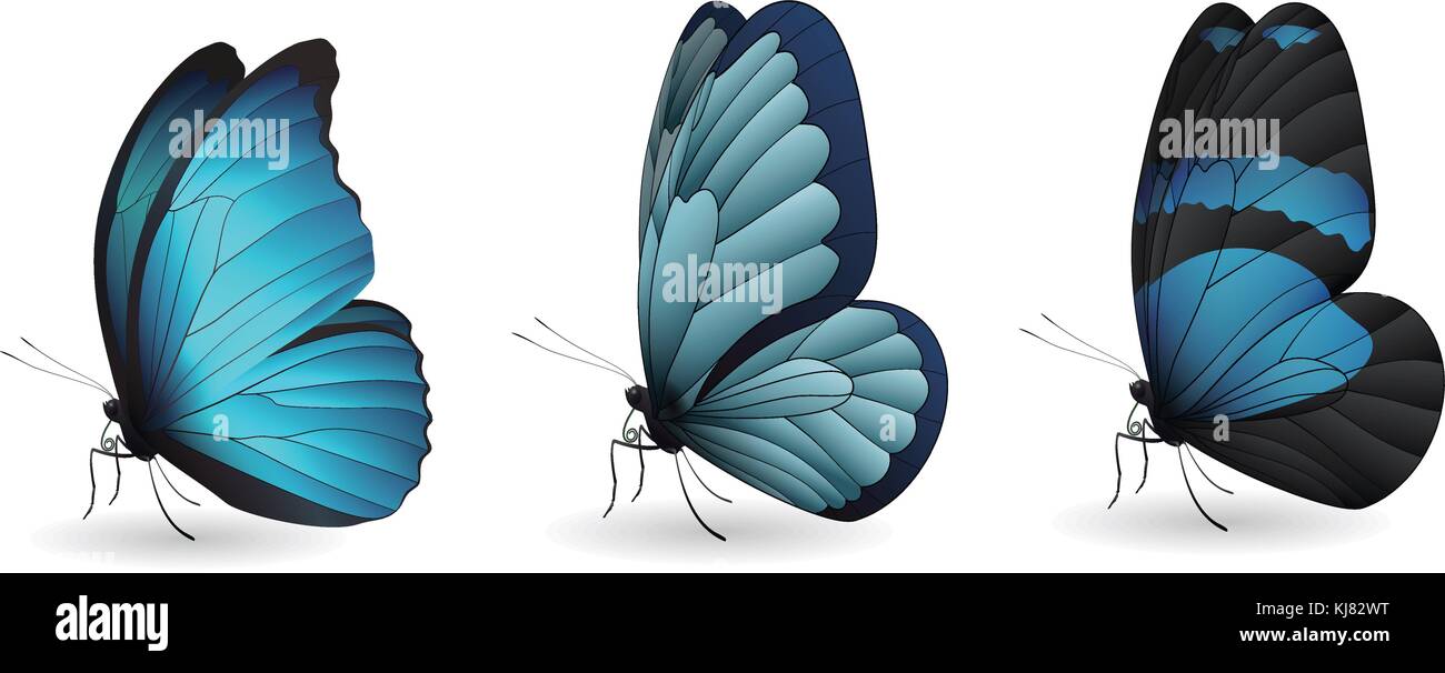 Set of colorful realistic butterflies Stock Vector Image & Art - Alamy