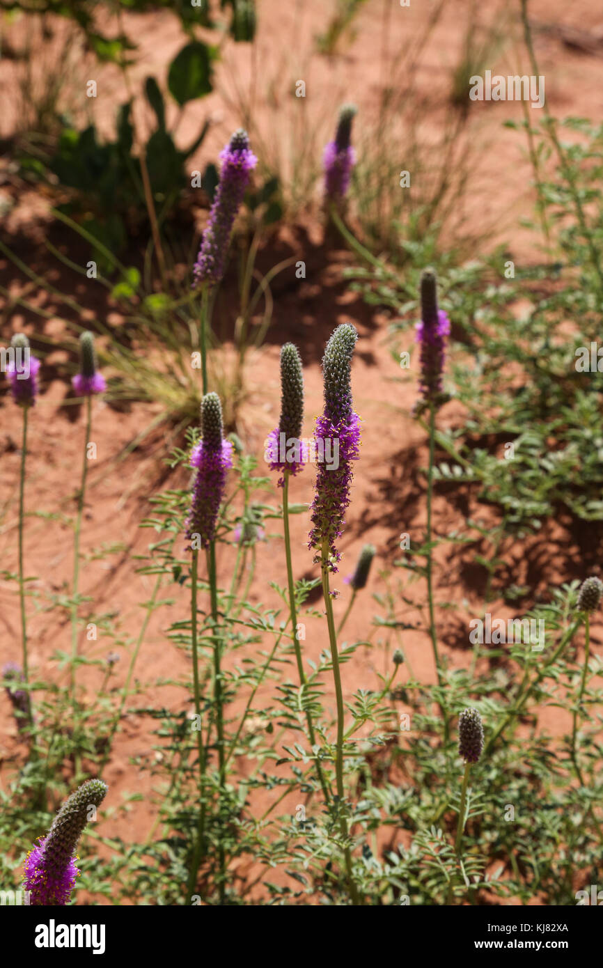 Purple Prairie Clover seen along the Timber Creek Overlook Trail on NW side of Zion National Park Stock Photo