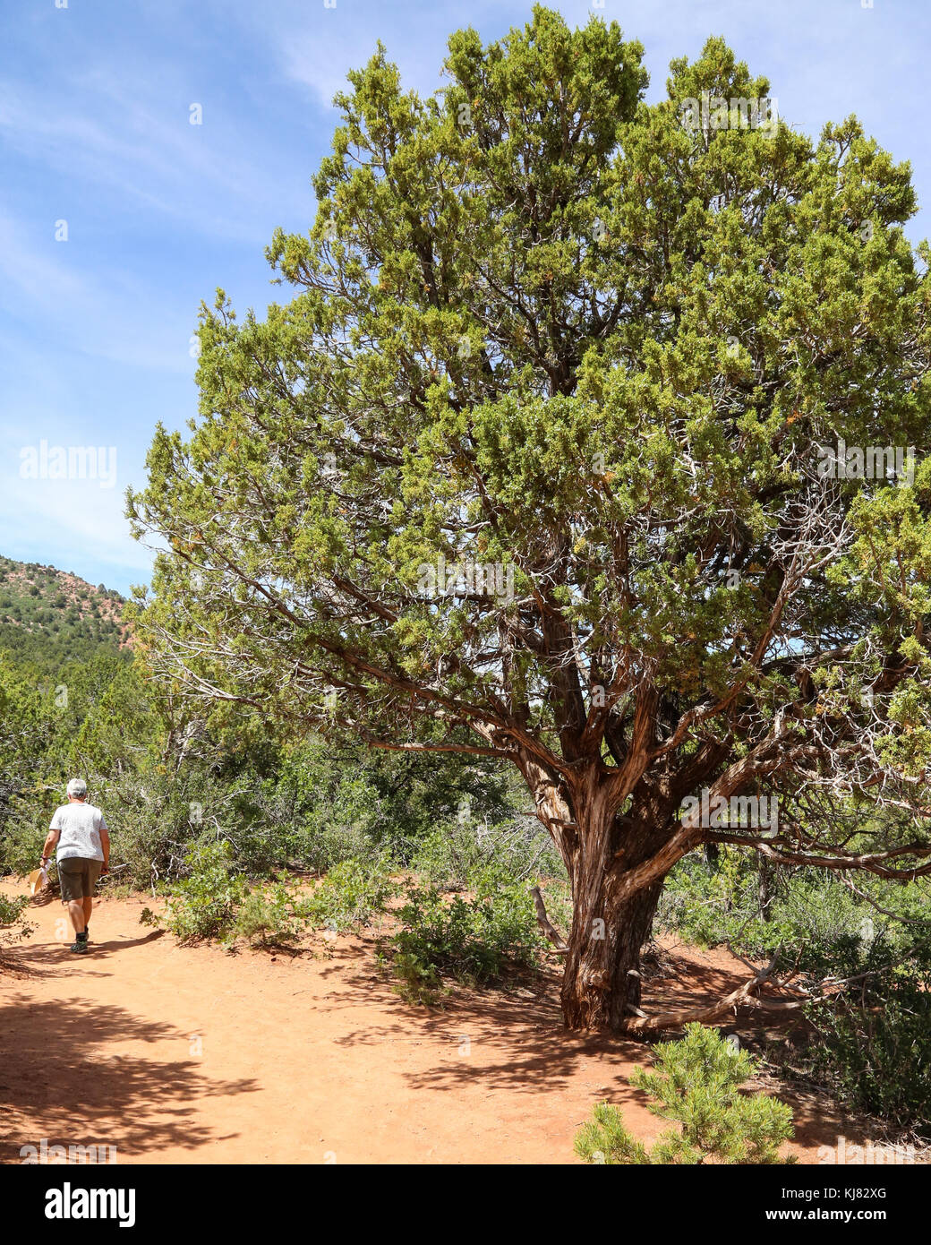 Desert Juniper Tree on Timber Creek Overlook Trail, NW side of Zion National Park Stock Photo