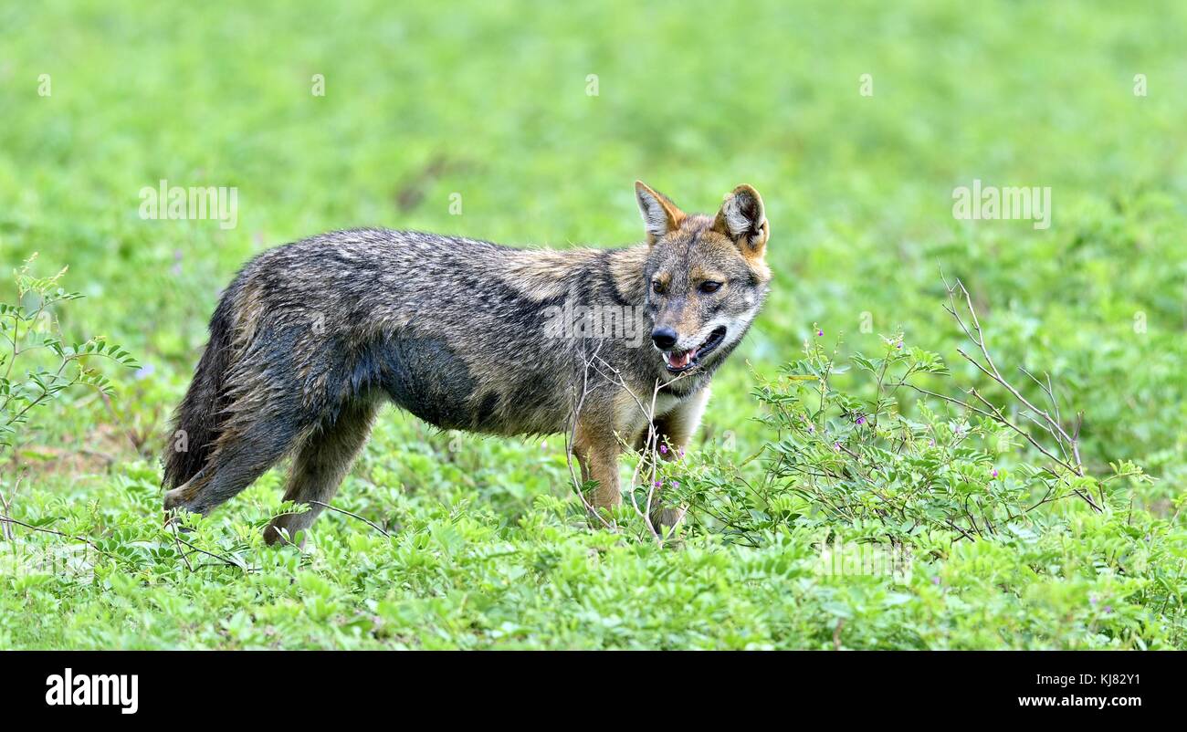 Close-up wildlife photo of Canis aureus, Indian jackal, predator from canis family, standing on green grass against green natural background. Side vie Stock Photo
