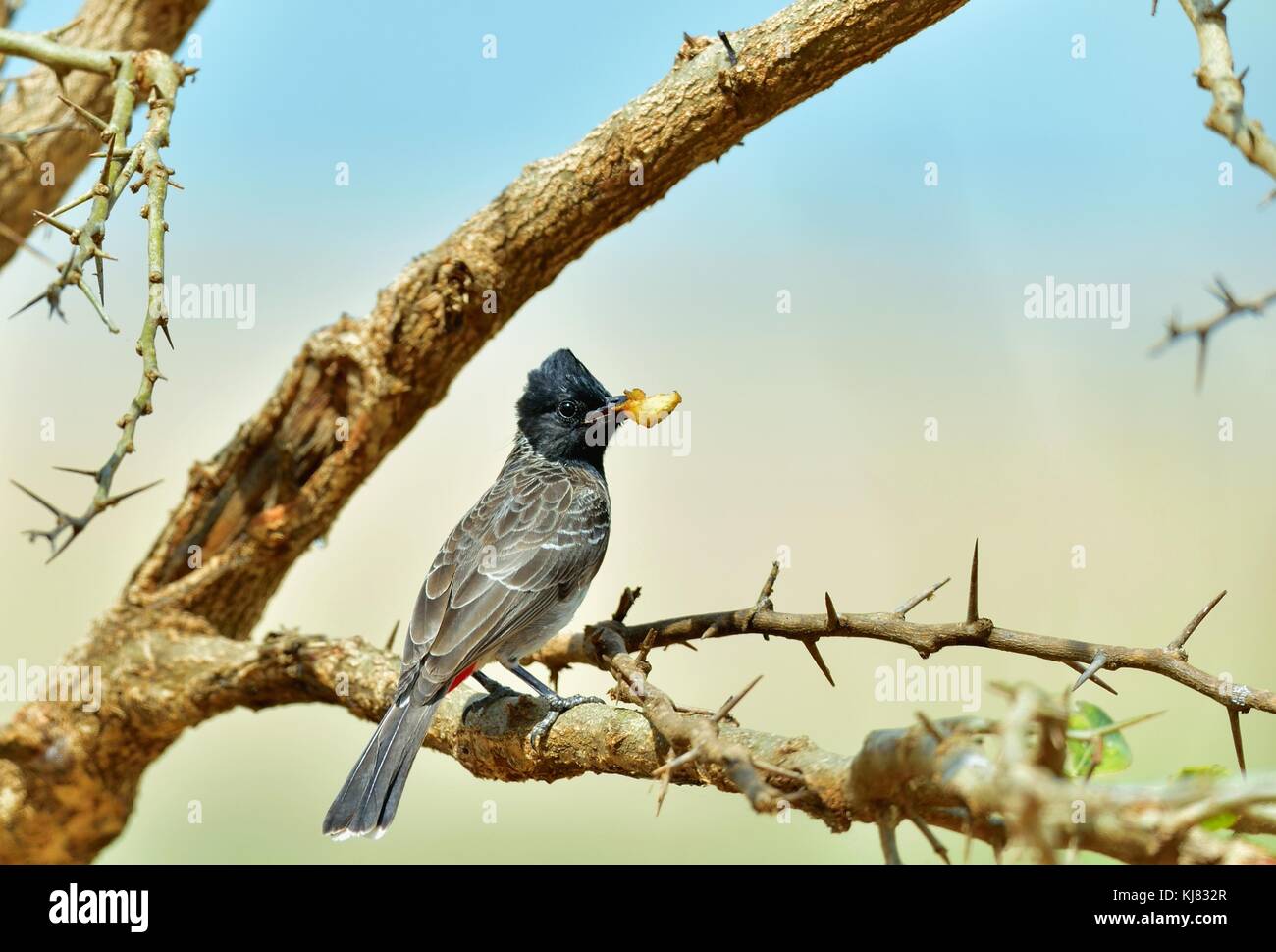 The red-vented bulbul (Pycnonotus cafer) is a member of the bulbul family of passerines. Sri Lanka. Yala National Park. Stock Photo