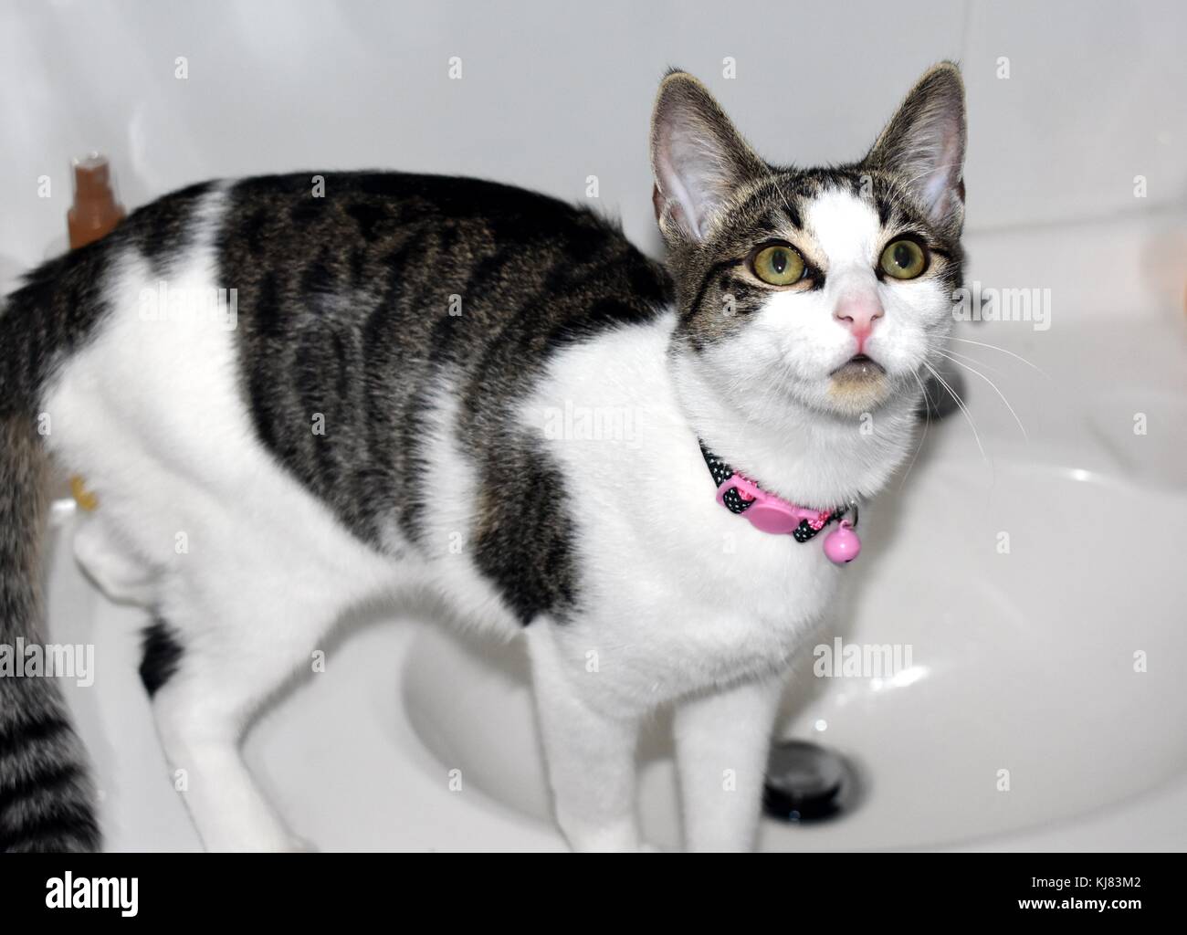 Cat in bathroom Stock Photo Alamy