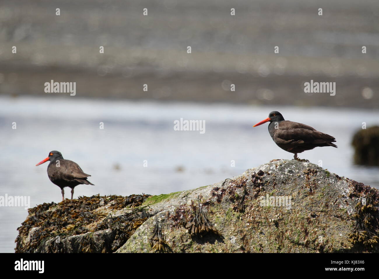 Pair of Oyster Catcher Birds on Rock on Ninagiak Island, Katmai National Park, Alaska Stock Photo
