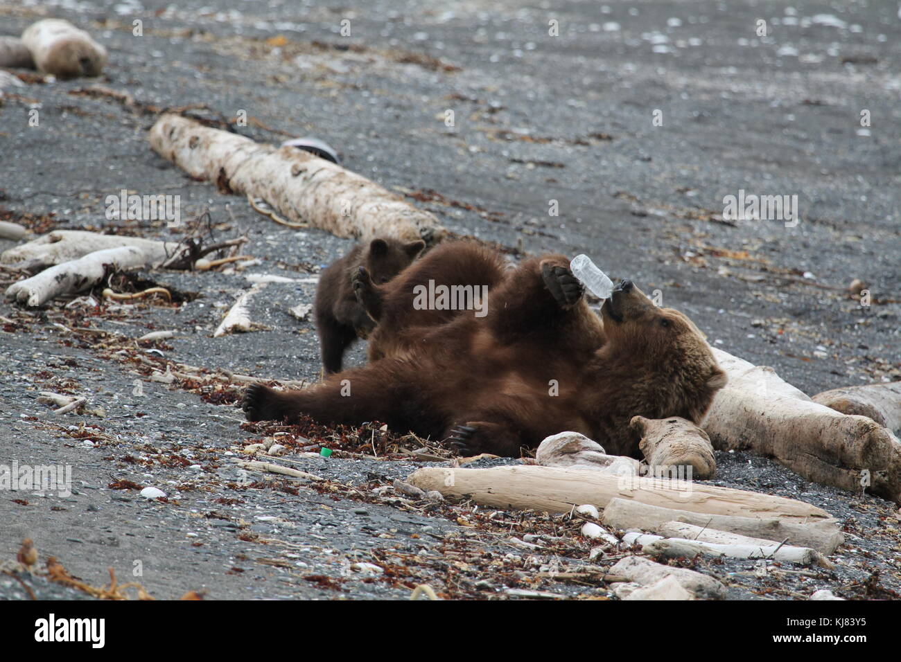 Momma Bear with Cub playing with plastic bottle washed up on beach on Ninagiak Island, Hallo Bay, Katmai National Park, Alaska Stock Photo