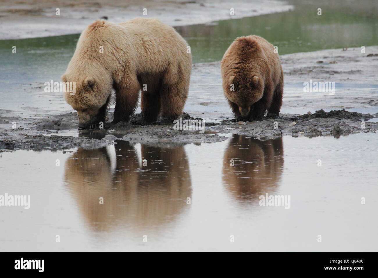 Momma and cub bears digging for clams at low tide in Hallo Bay, Katmai National Park, Alaska Stock Photo