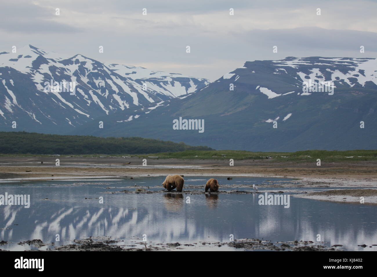 Momma and cub bears digging for clams with mountains in background at low tide in Hallo Bay, Katmai National Park, Alaska Stock Photo