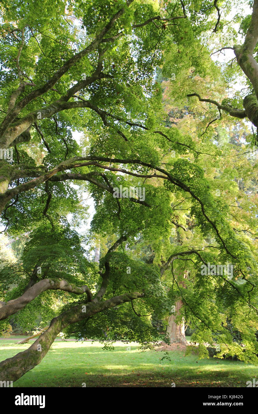 Mature Japanese Acer, Westonbirt Arboretum, Gloucestershire, UK Stock Photo