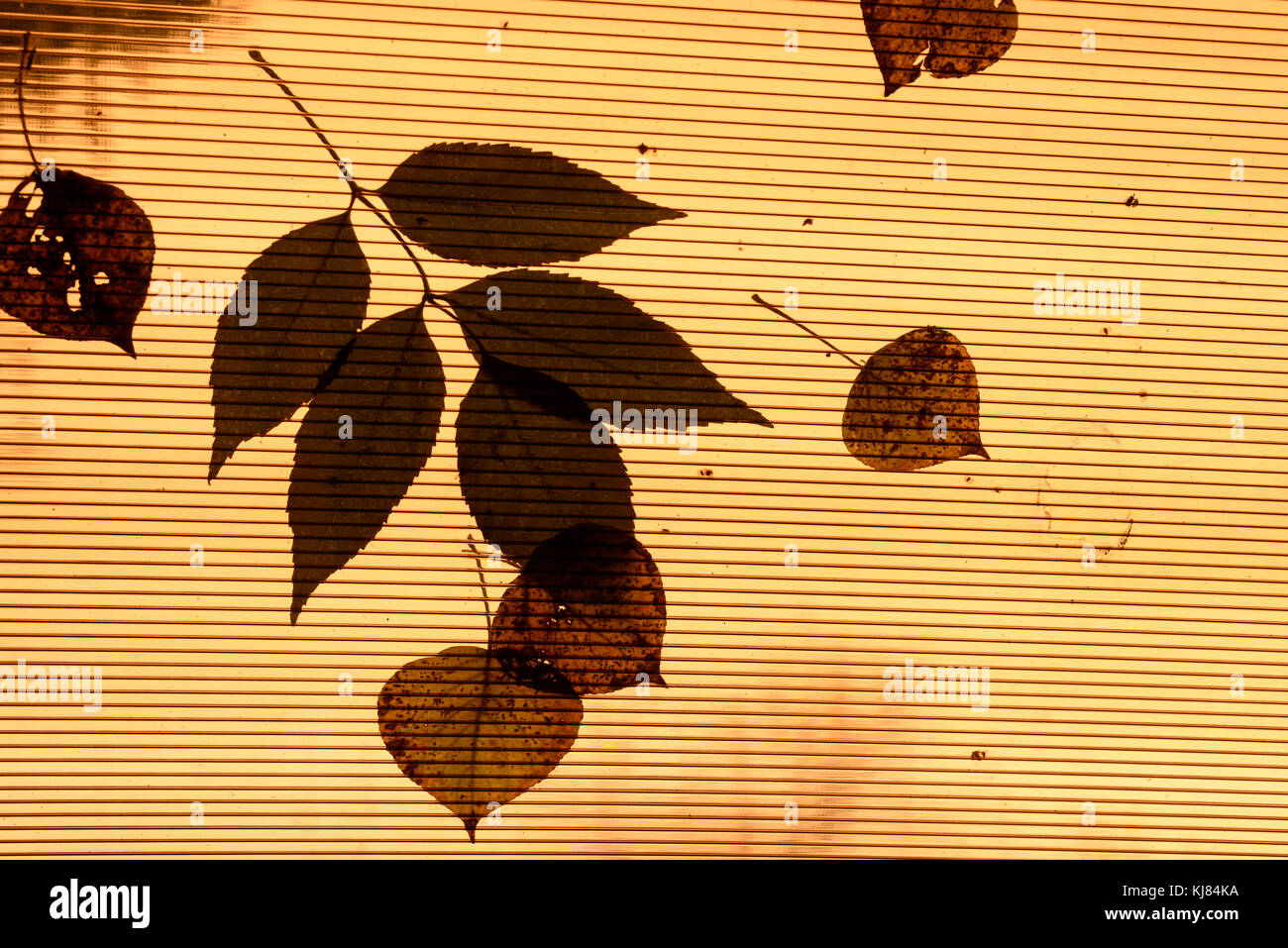 Fallen leaves on orange plastic roof with individual leaf patterns and copy space area for autumn fall based designs and backgrounds Stock Photo