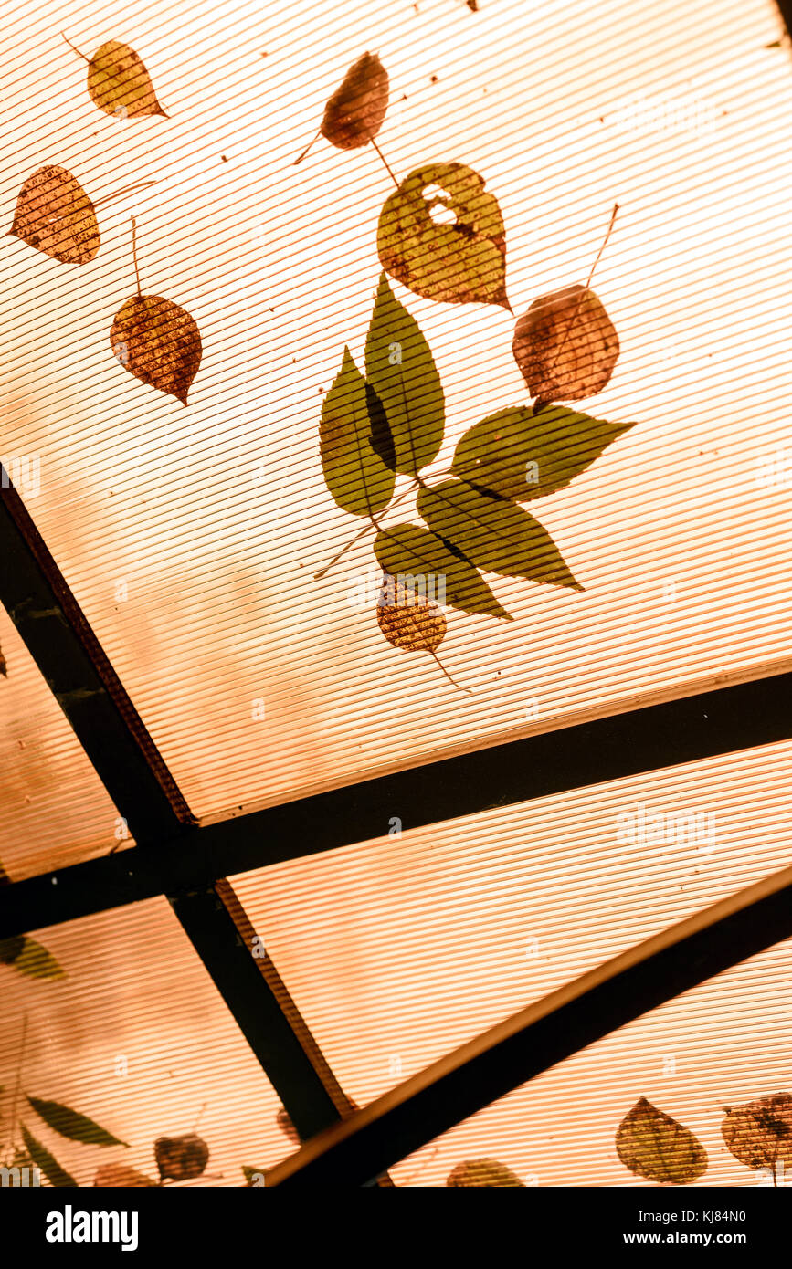 Fallen leaves on orange plastic roof with individual leaf patterns and copy space area for autumn fall based designs and backgrounds Stock Photo