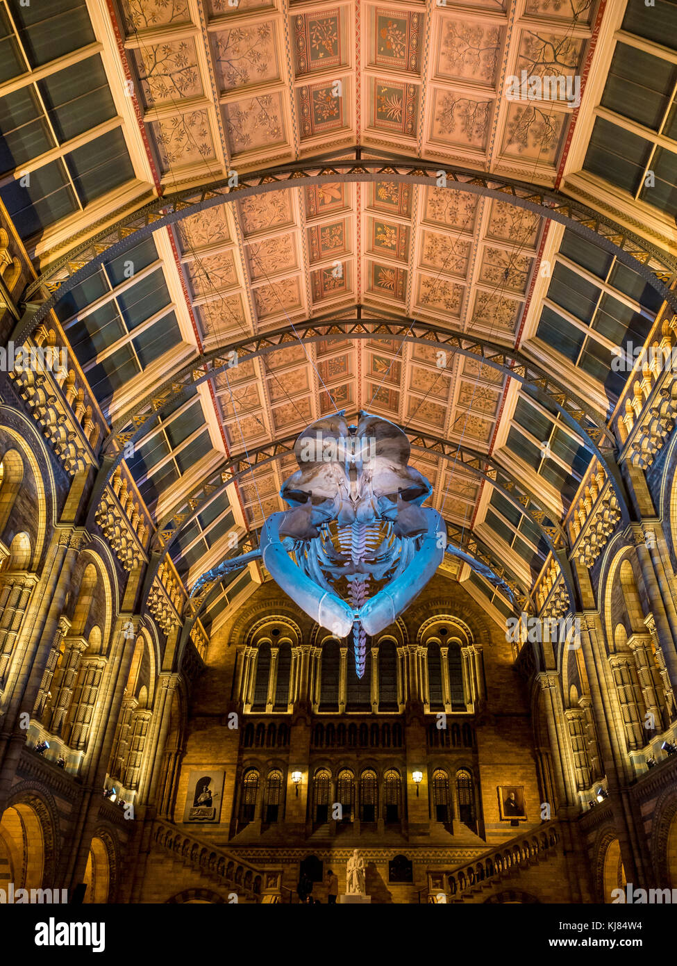 Blue whale skeleton named Hope, hanging in the Hintze Hall, Natural History Museum, London, UK. Stock Photo