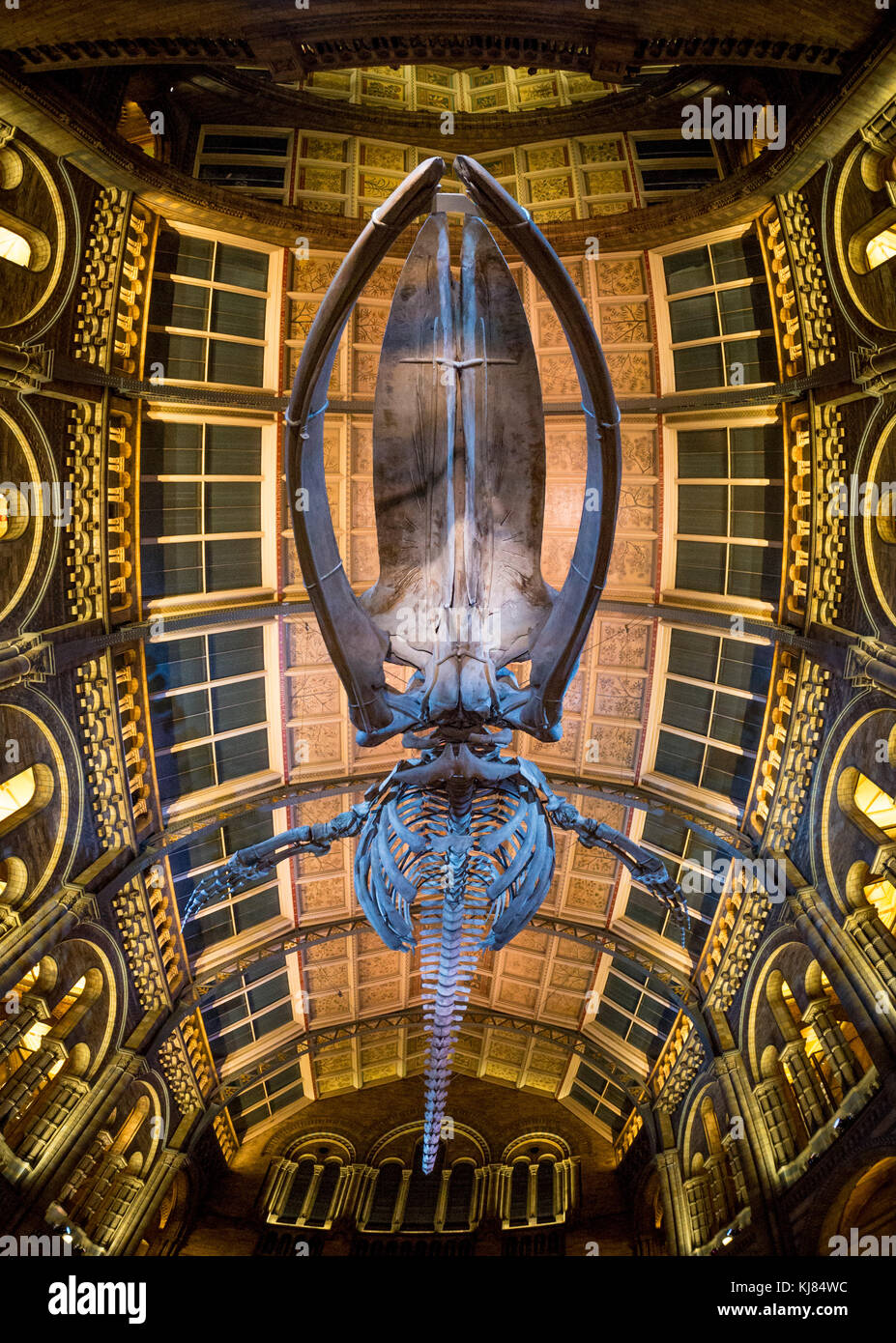 Blue whale skeleton named Hope, hanging in the Hintze Hall, Natural History Museum, London, UK. Stock Photo