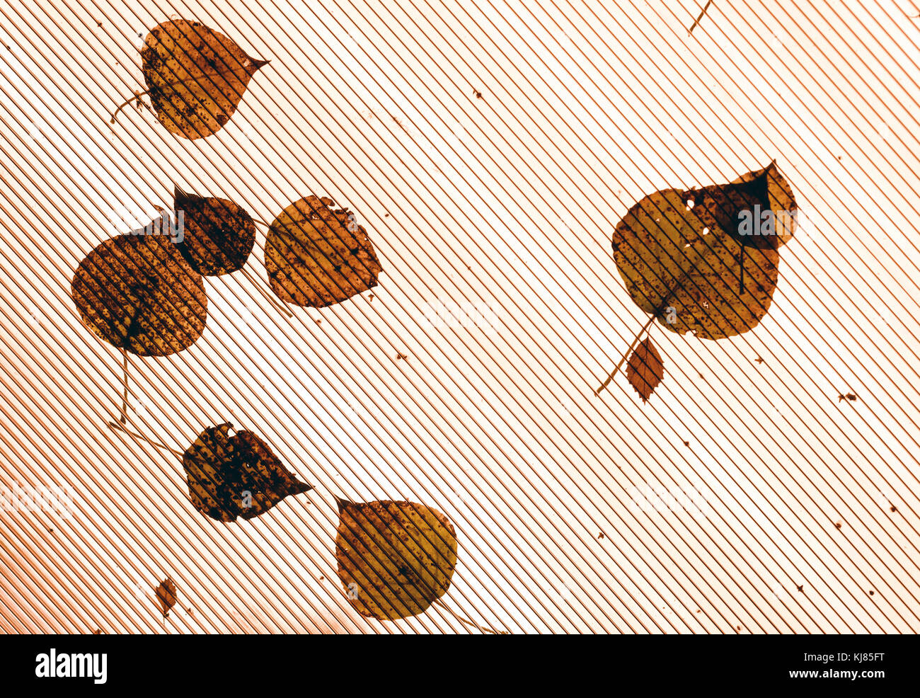Fallen leaves on orange plastic roof with individual leaf patterns and copy space area for autumn fall based designs and backgrounds Stock Photo