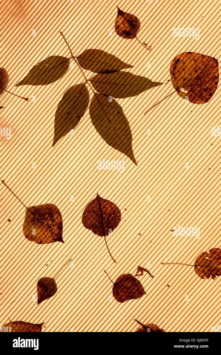 Fallen leaves on orange plastic roof with individual leaf patterns and copy space area for autumn fall based designs and backgrounds Stock Photo