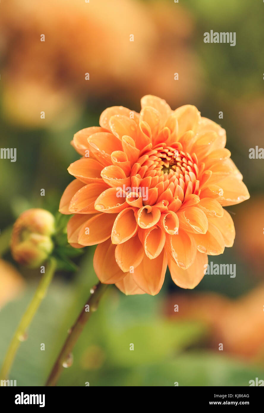 Yellow Dahlia flower blooming in late autumn. Water drops on ...