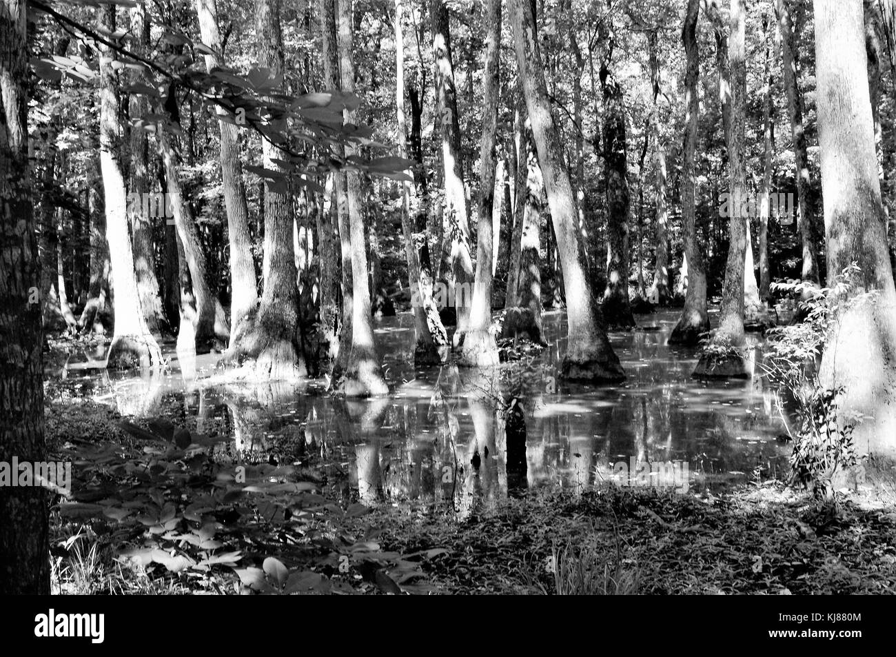 Cypress swamp on the Natchez Trace Parkway in Madison County, Canton, Mississippi Stock Photo
