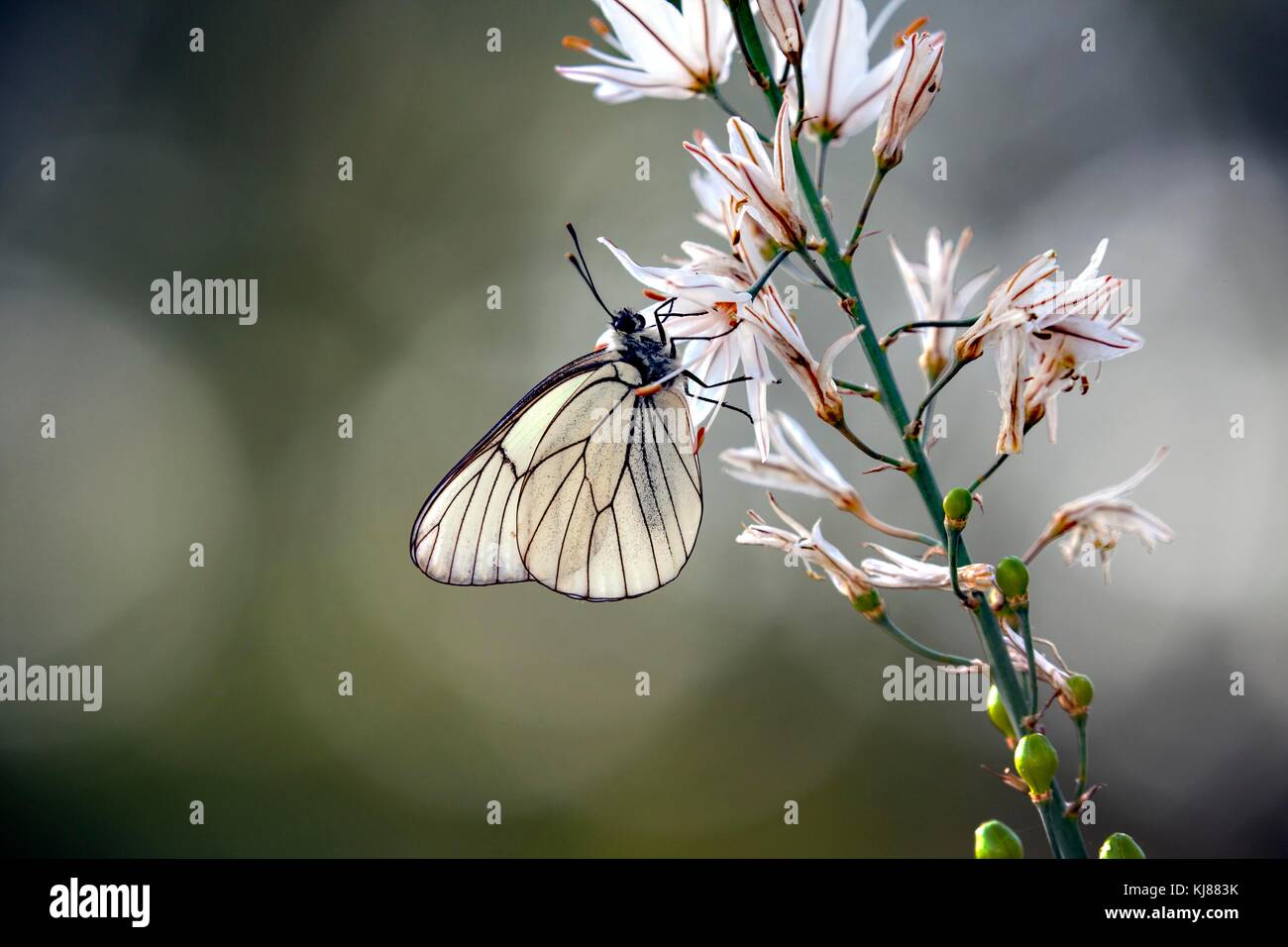 Black Veined White butterfly Aporia cratagegi in the Spanish countryside on a flower head at Riaza in central Spain Stock Photo