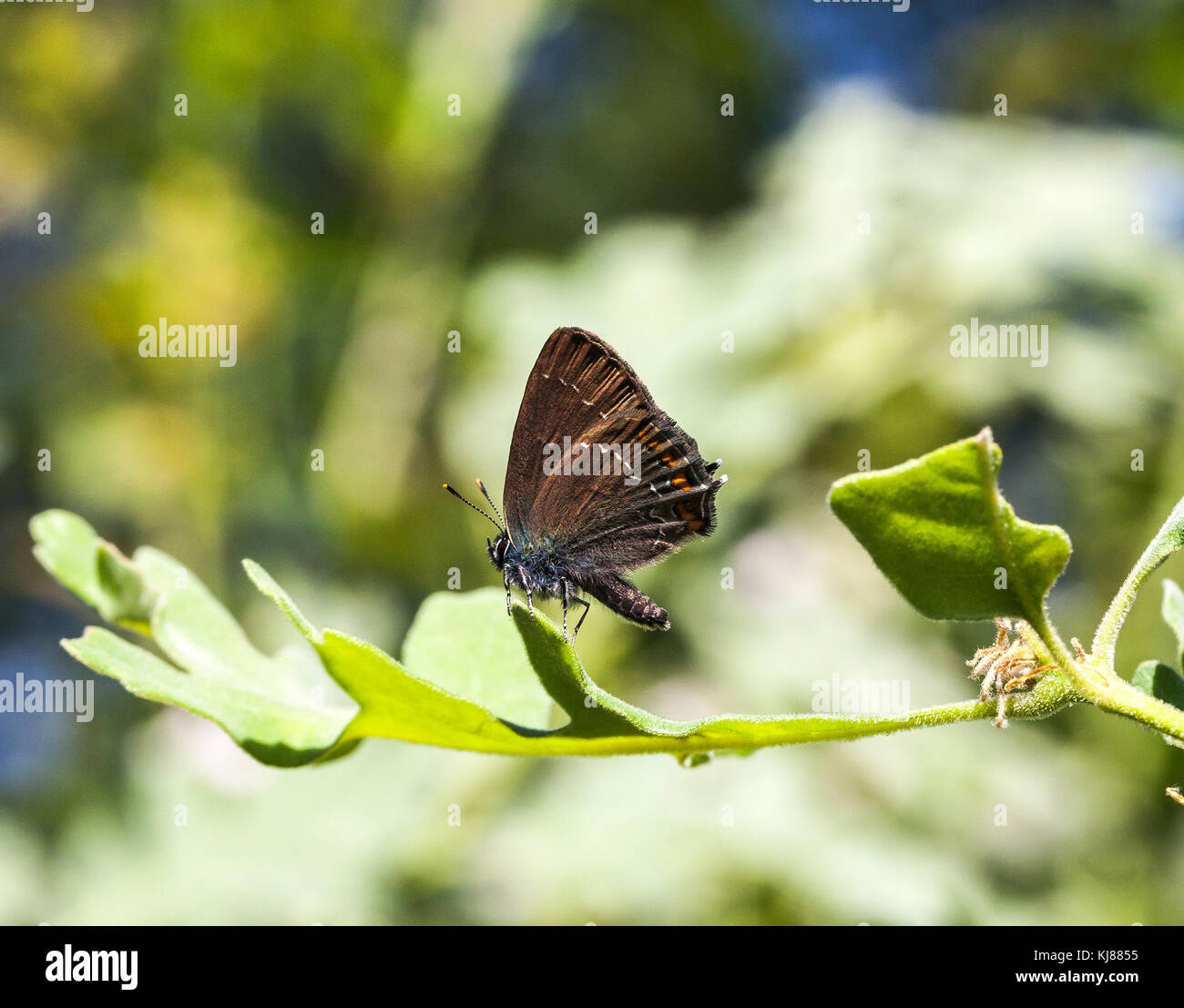 Ilex Hairstreak Satyrium ilicis butterfly on an oak leaf in the Spanish countryside at Riaza in cental Spain Stock Photo