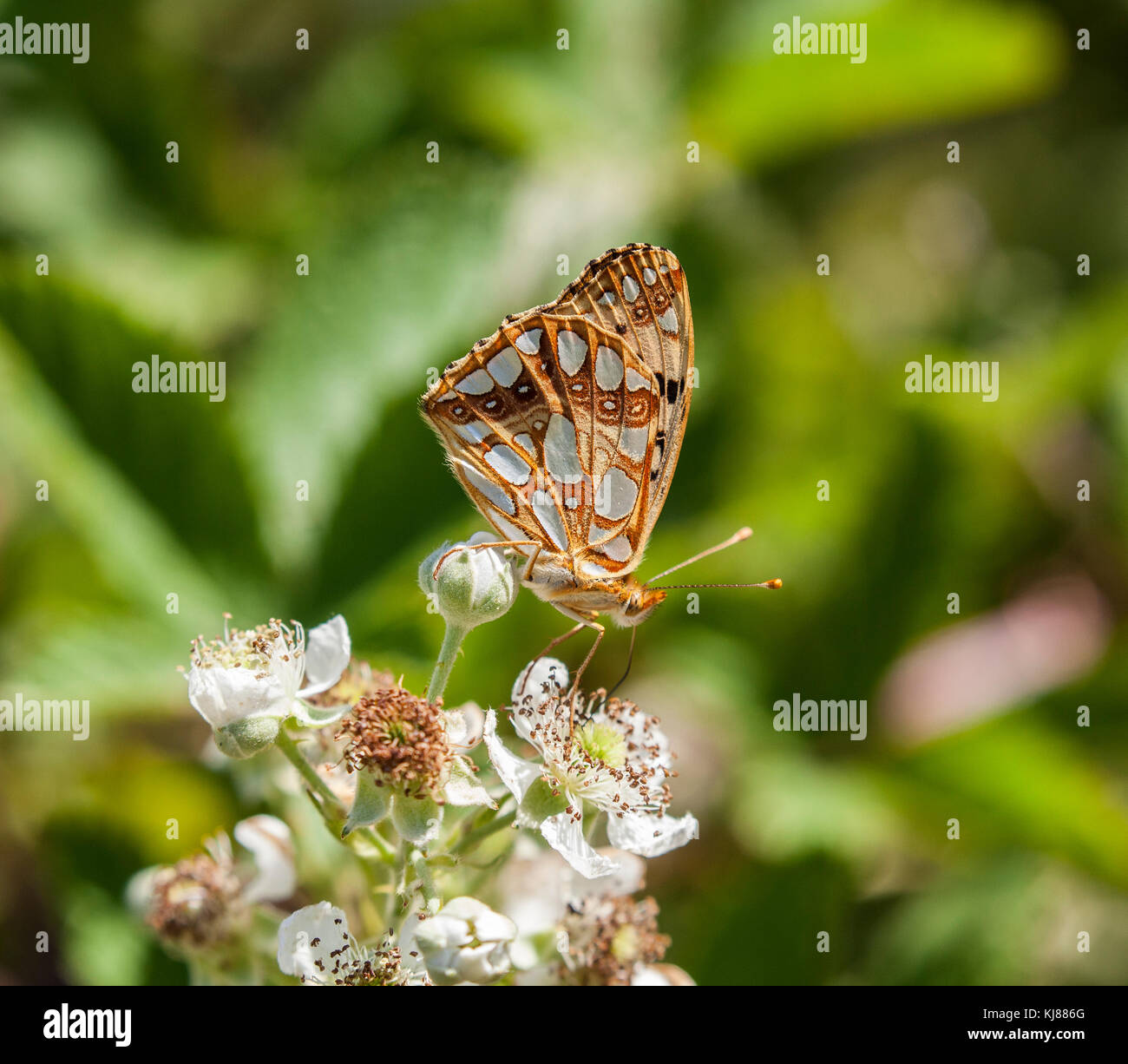 Queen of Spain Fritillary butterfly Issoria lathonia in the Spanish countryside Eastern Spain Stock Photo