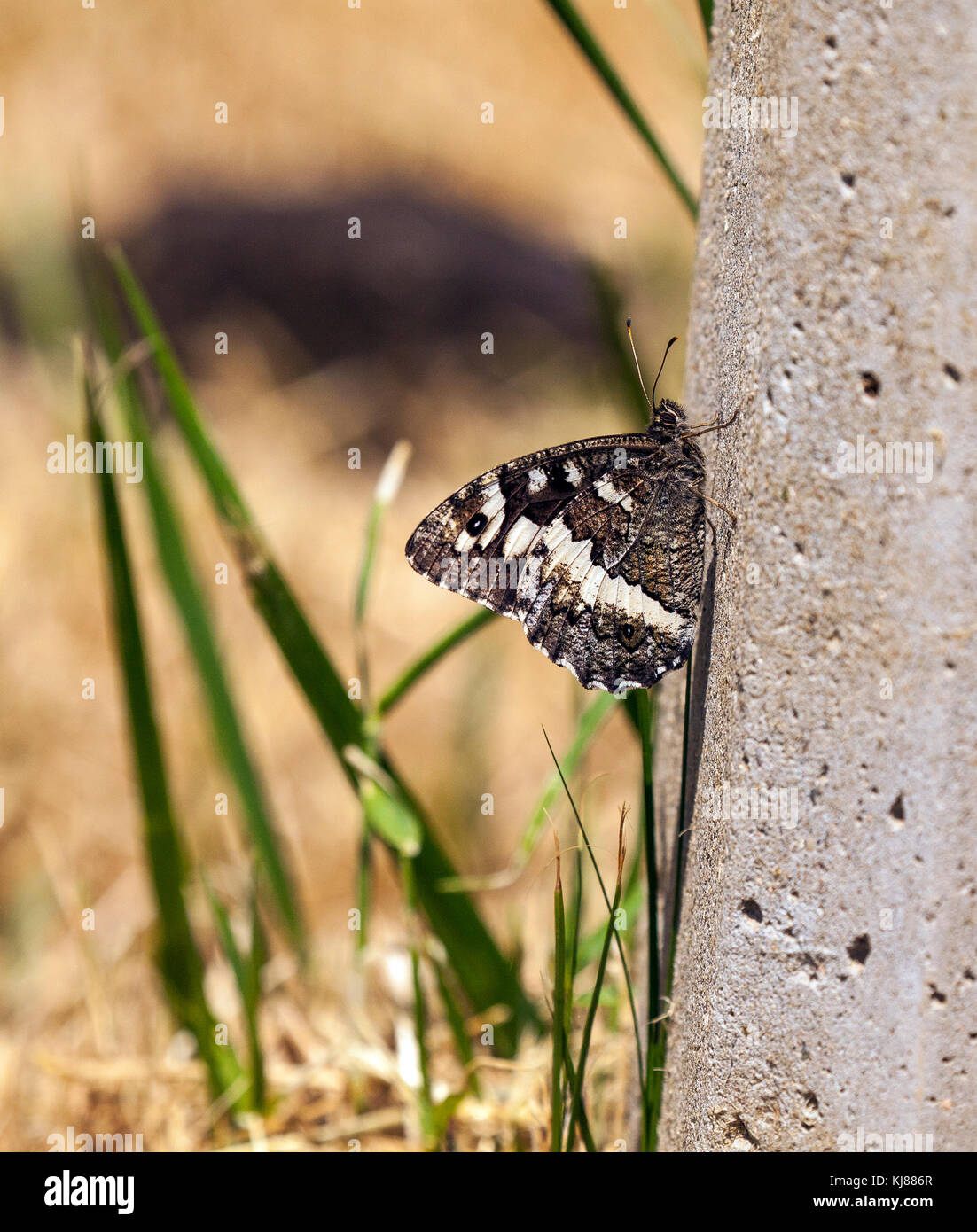 Rock Grayling butterfly Hipparchia alcyone in the Spanish countryside