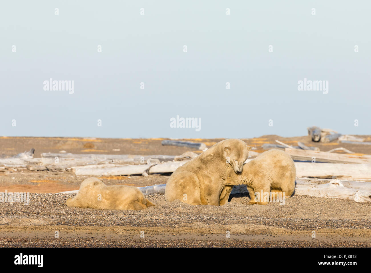 Sow polar bear and cubs nursing on spit along Beaufort Sea on Barter Island in Kaktovik, Alaska. Stock Photo