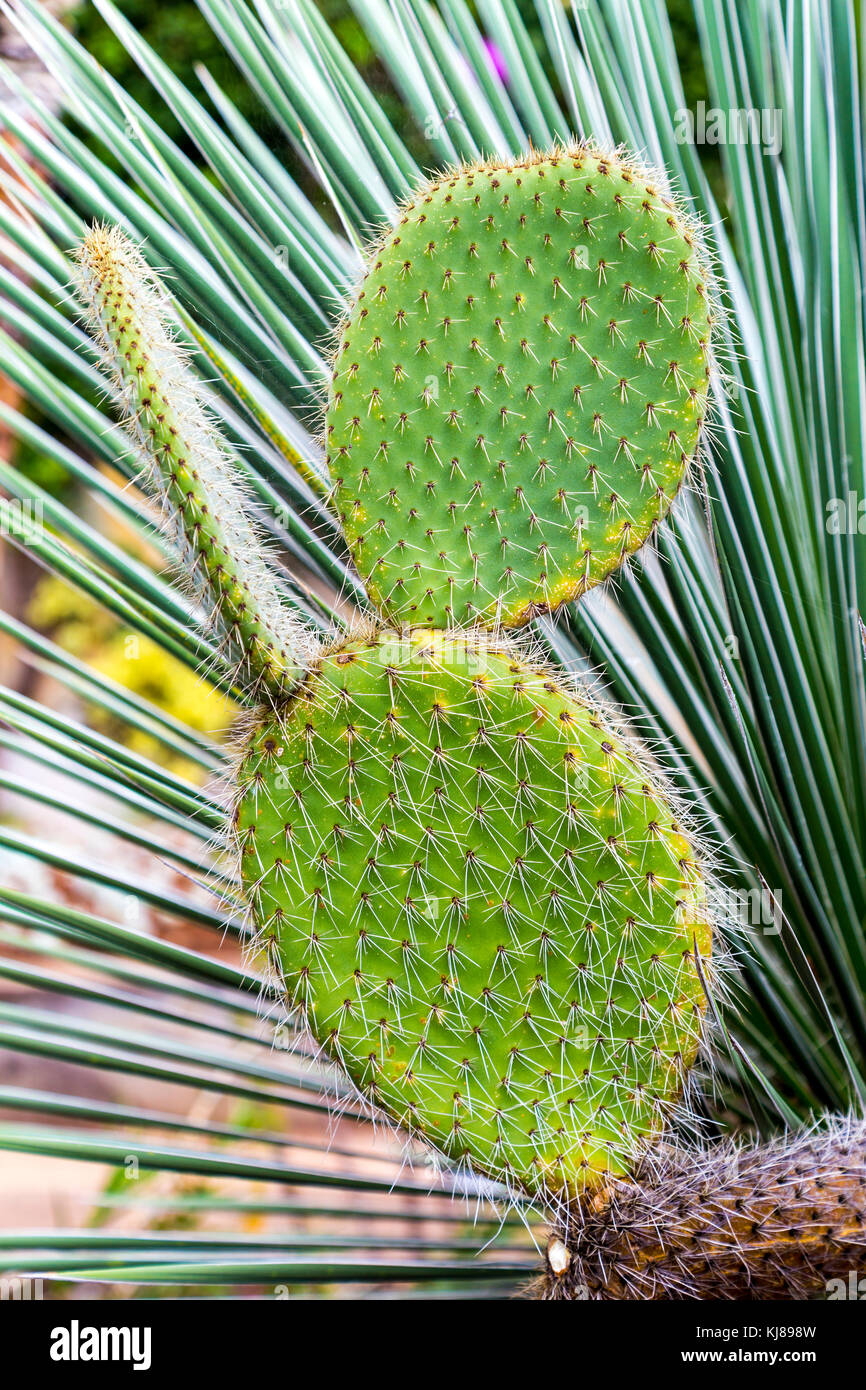 Cactus pads and leaves background at the Botanical Gardens (Jardim Botanico da Madeira) in Madeira, Portugal Stock Photo