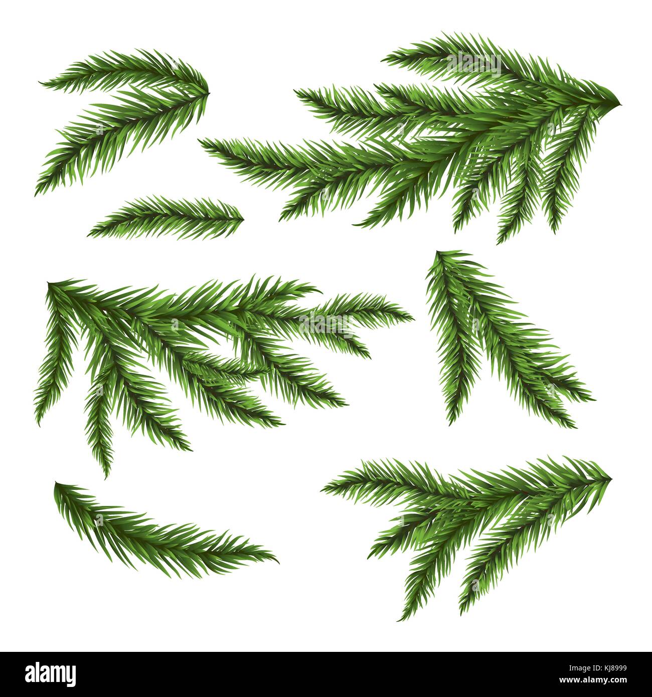 Pine tree branches isolated on white. Vector illustration. Stock Vector
