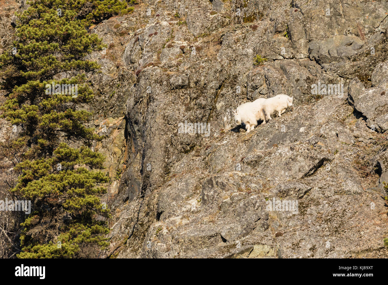 Mountain Goat and kid foraging on a cliff along the Chilkat River in Southeast Alaska. Stock Photo