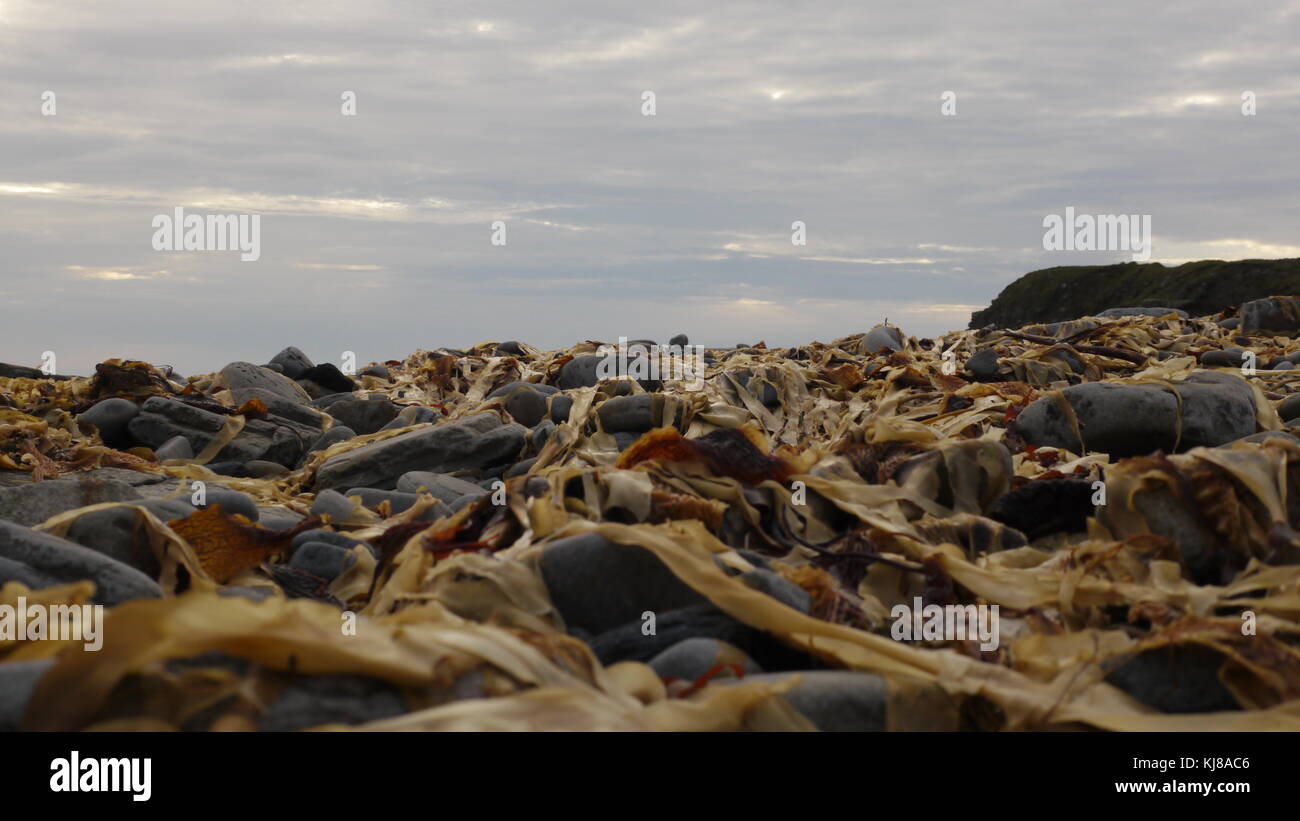 Seaweed. Seaweed that had been washed up in the tide. Makes for a surreal landscape. Stock Photo