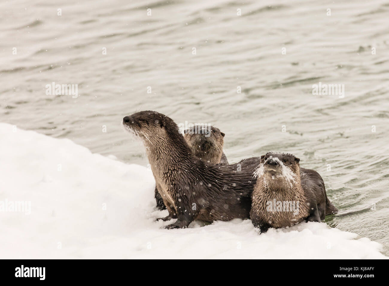Curious River Otter family on ice edge along the Chilkat River in Haines in Southeast Alaska. Stock Photo