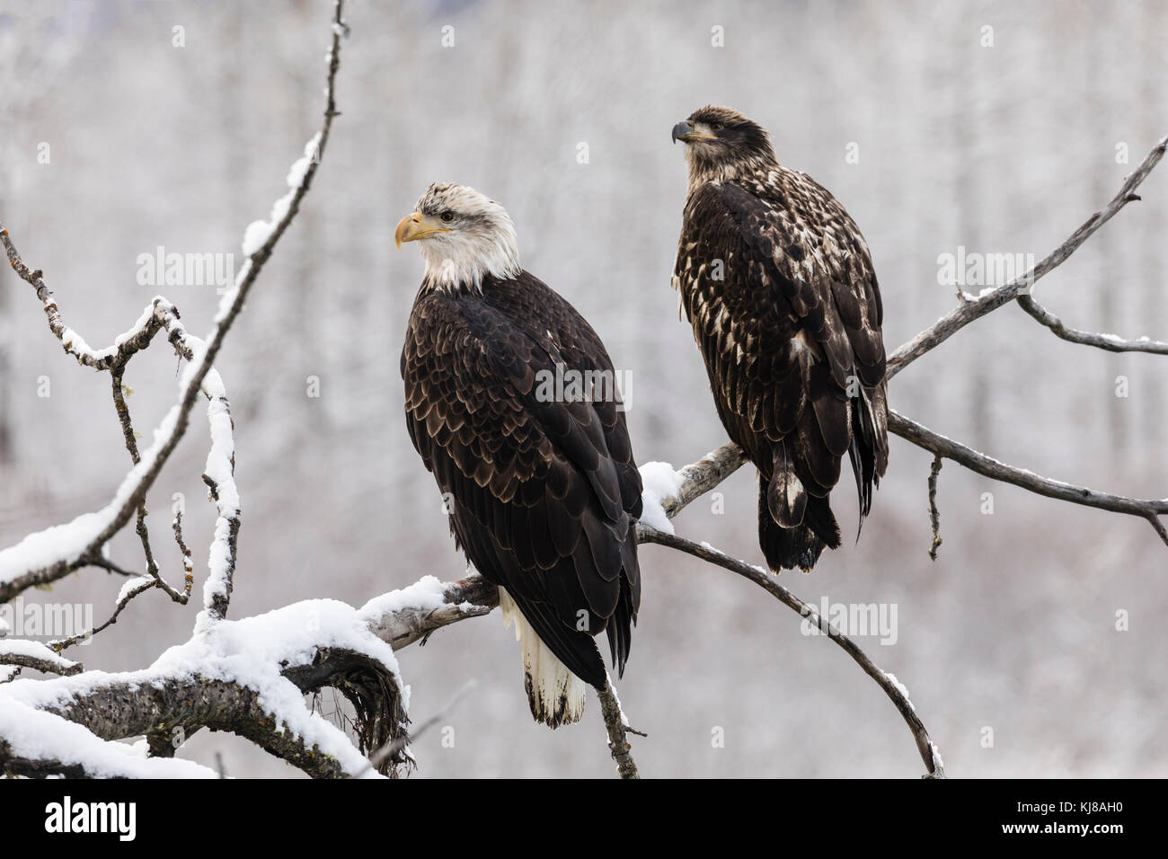 Juvenile Bald Eagles perched on cottonwood branch along the Chilkat River in the Chilkat Bald Eagle Preserve in Southeast Alaska. Stock Photo