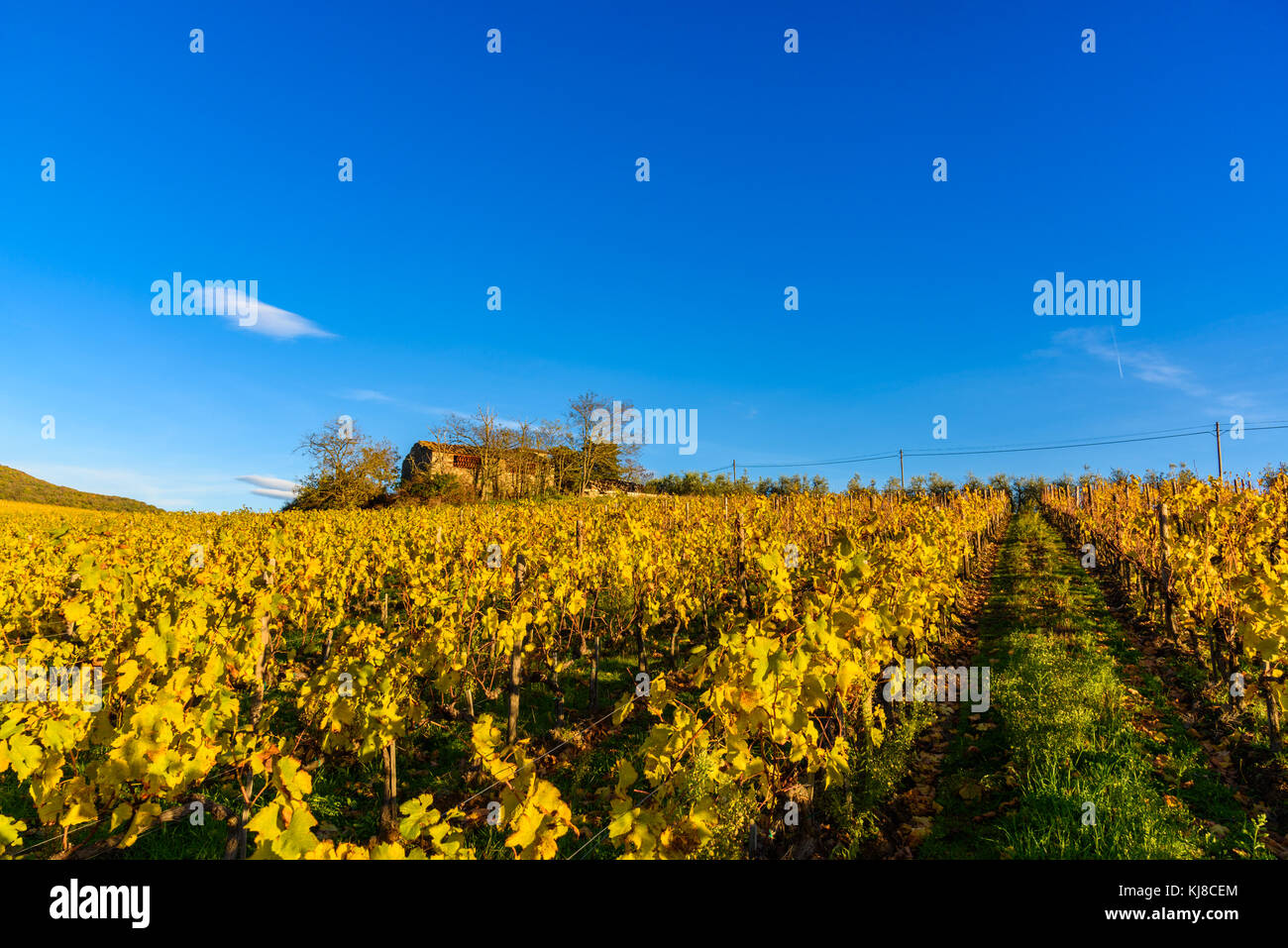Autumn vineyards in Tuscany, Chianti, Italy Stock Photo