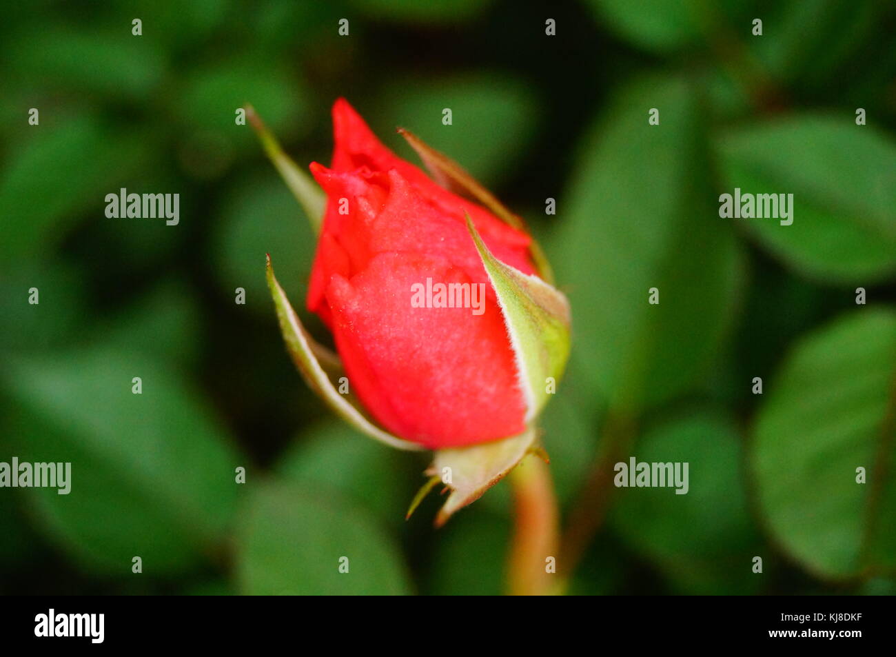 Bright roses, open in the garden, very beautiful Stock Photo Alamy