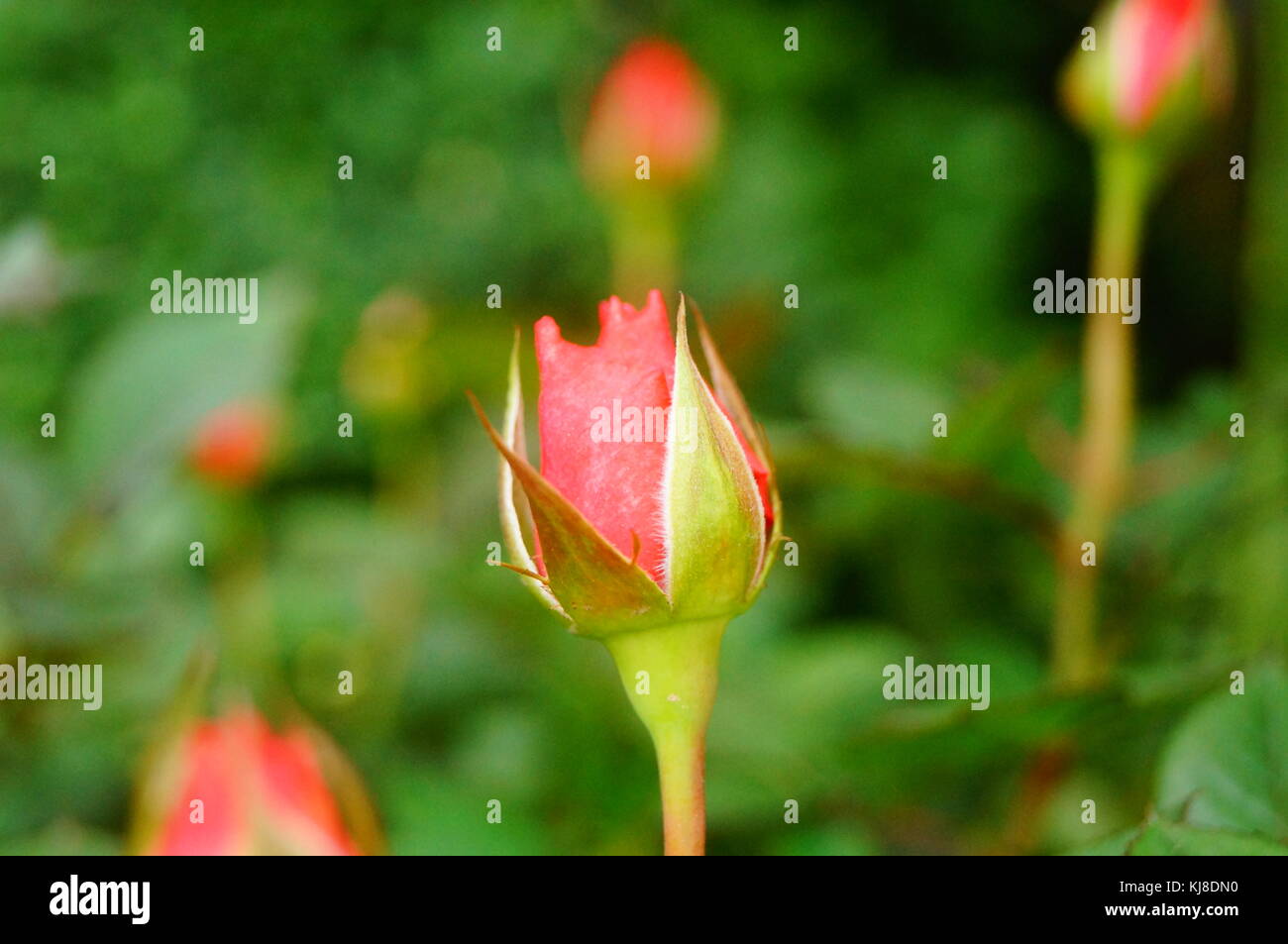 Bright roses, open in the garden, very beautiful Stock Photo Alamy
