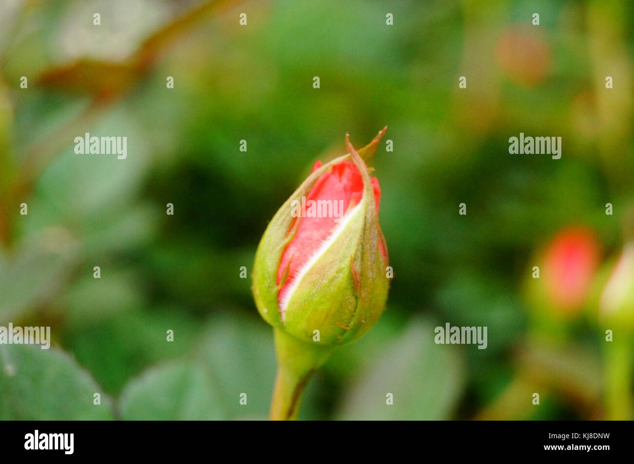 Bright roses, open in the garden, very beautiful Stock Photo Alamy
