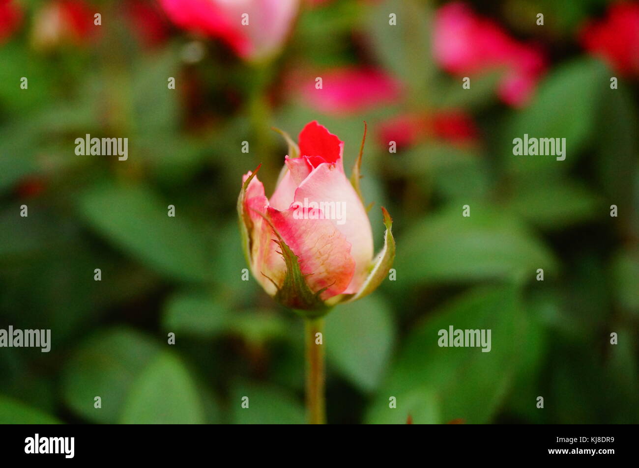 Bright roses, open in the garden, very beautiful Stock Photo Alamy