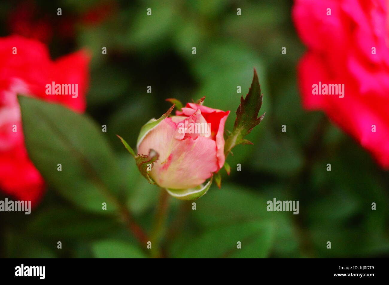 Bright roses, open in the garden, very beautiful Stock Photo Alamy