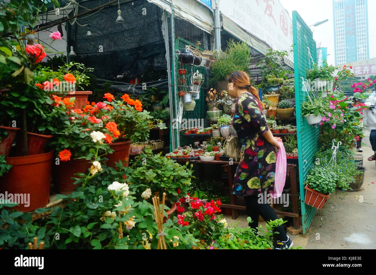 The women in the market of flowers and trees, flowers, buy