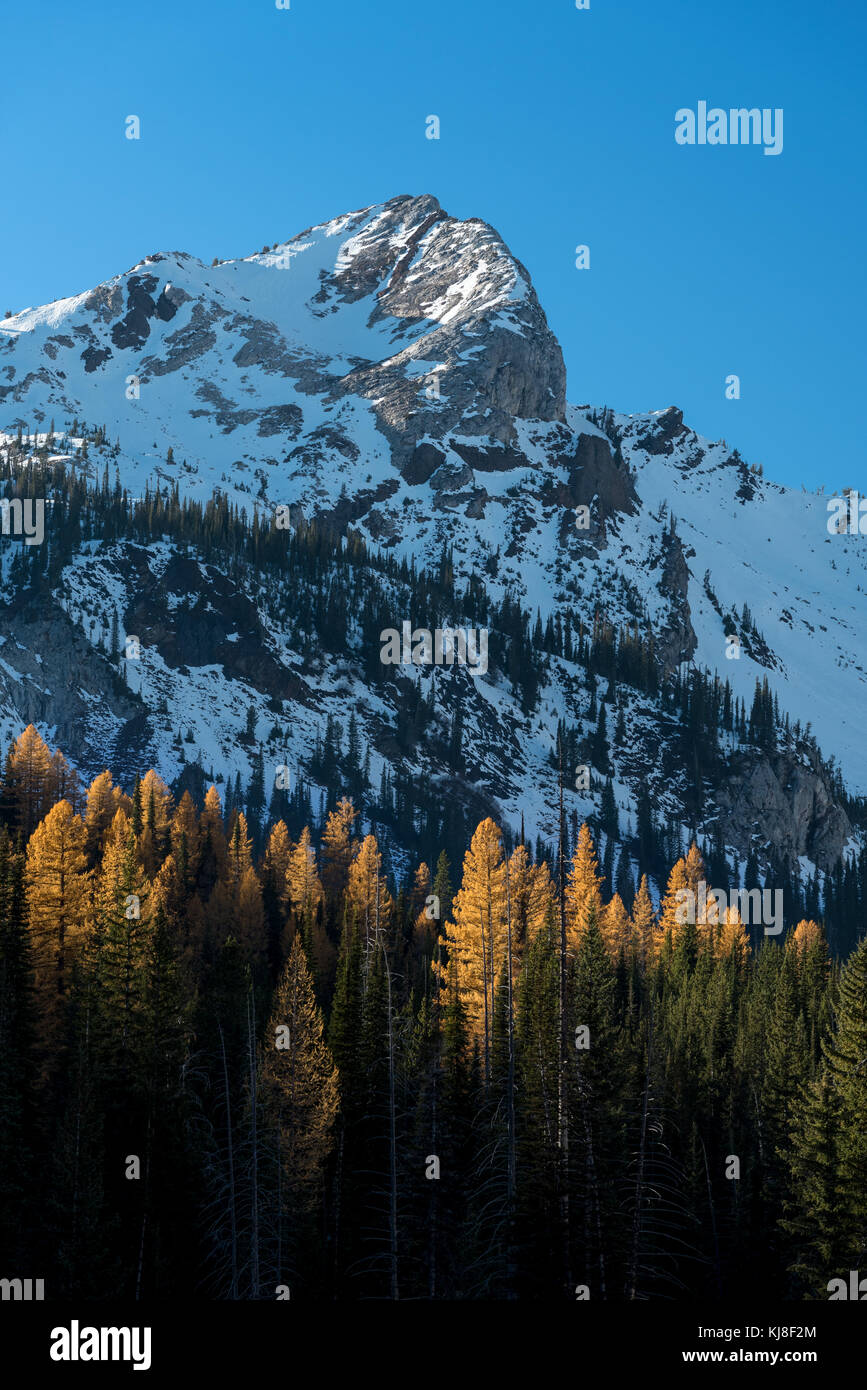 Western larch trees and peak in Oregon's Wallowa Mountains. Stock Photo