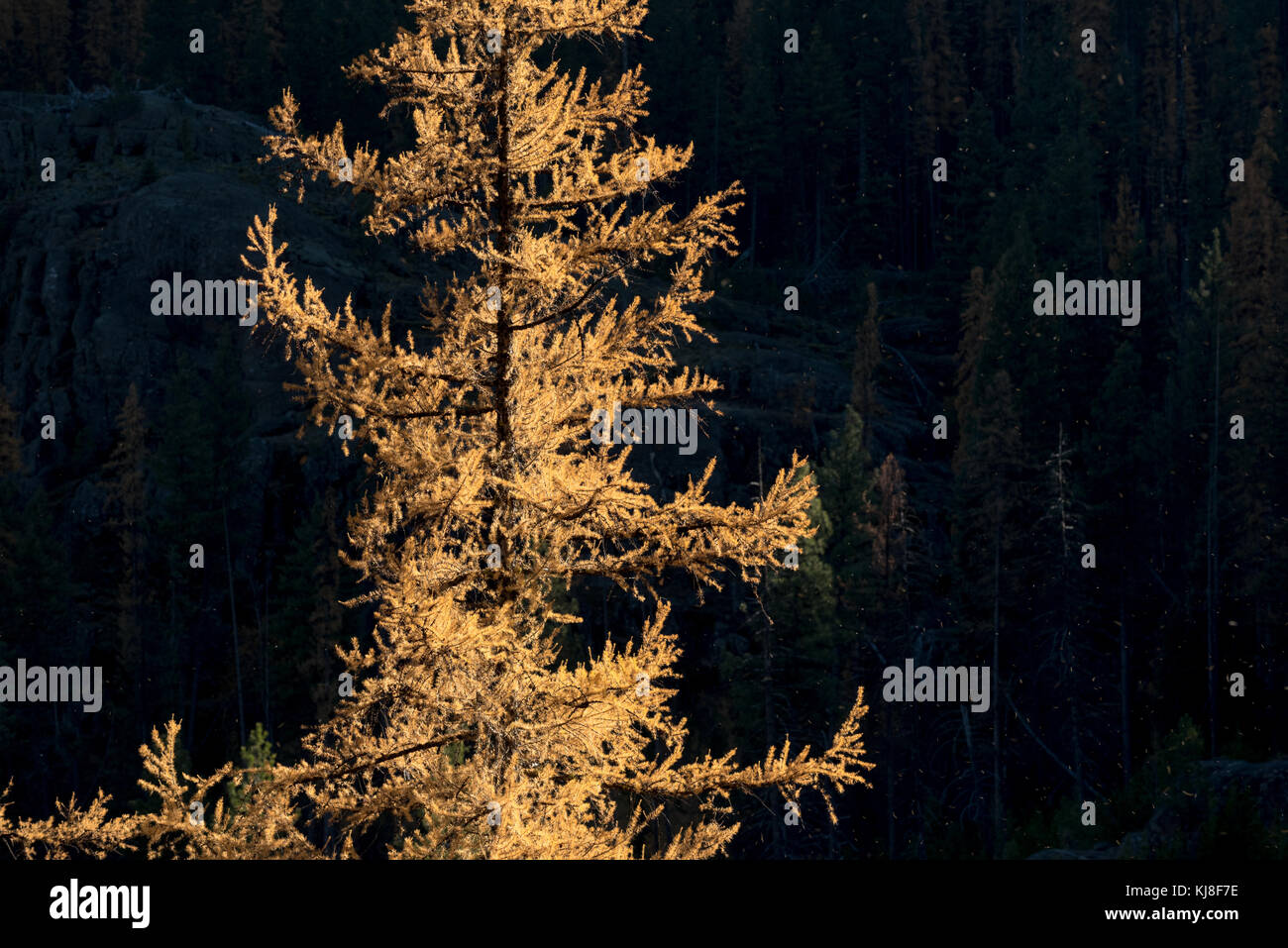 Western larch in autumn color, Wallowa Mountains, Oregon. Stock Photo