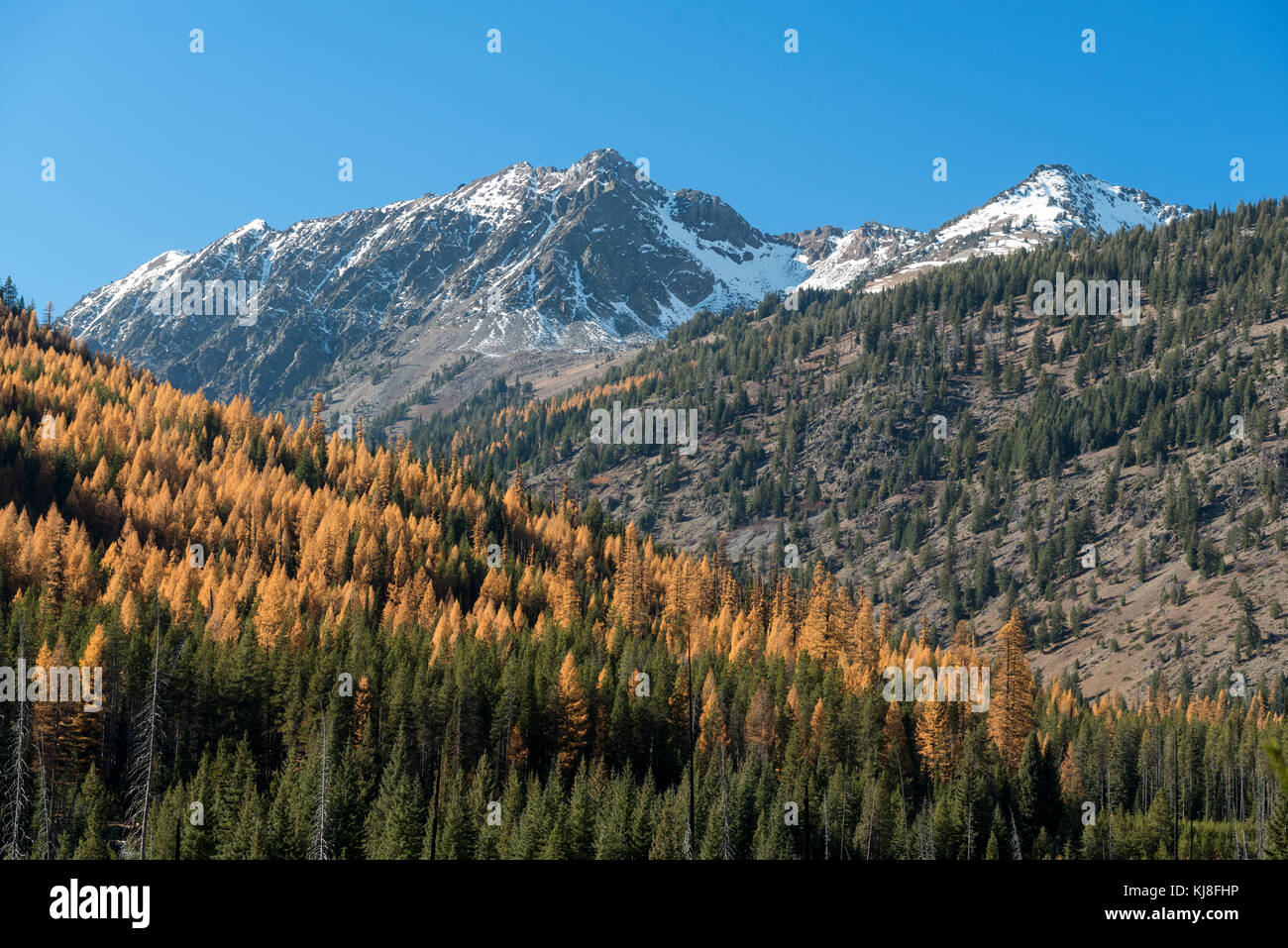 Marble Mountain and a forested slope with Western larch in autumn color, Wallowa Mountains, Oregon. Stock Photo