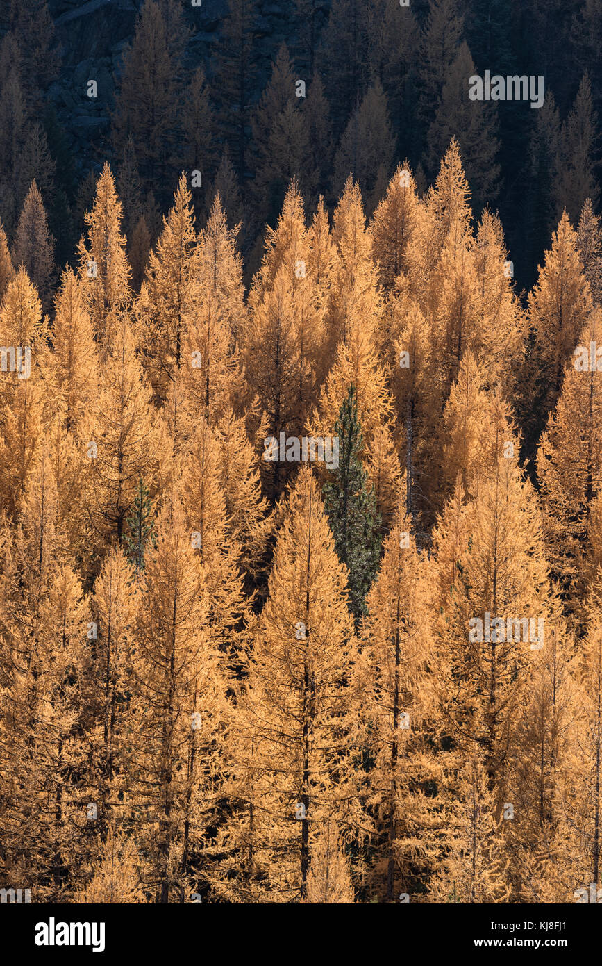 Forested slope with Western larch in autumn color, Wallowa Mountains, Oregon. Stock Photo